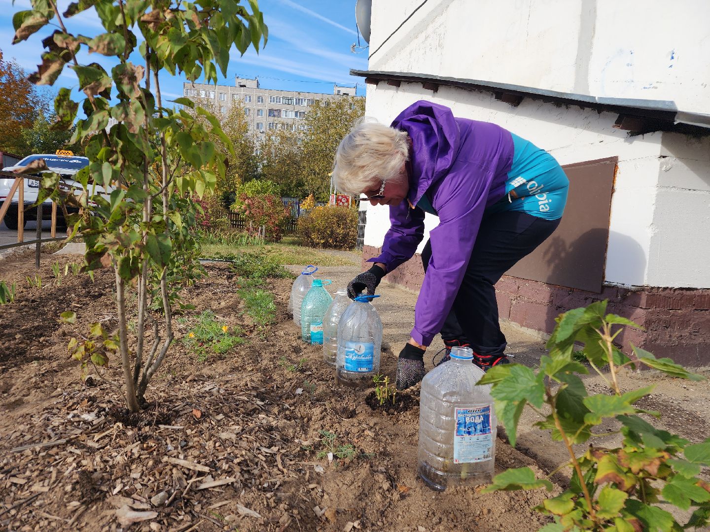 фрязино, цветы, двор-оранжерея, подготовка к зиме, цветоводство,