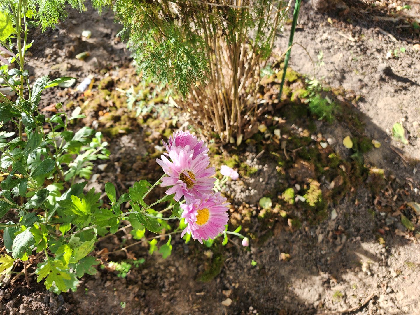 фрязино, цветы, двор-оранжерея, подготовка к зиме, цветоводство,