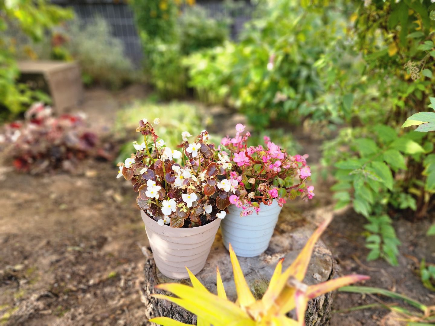 фрязино, цветы, двор-оранжерея, подготовка к зиме, цветоводство,
