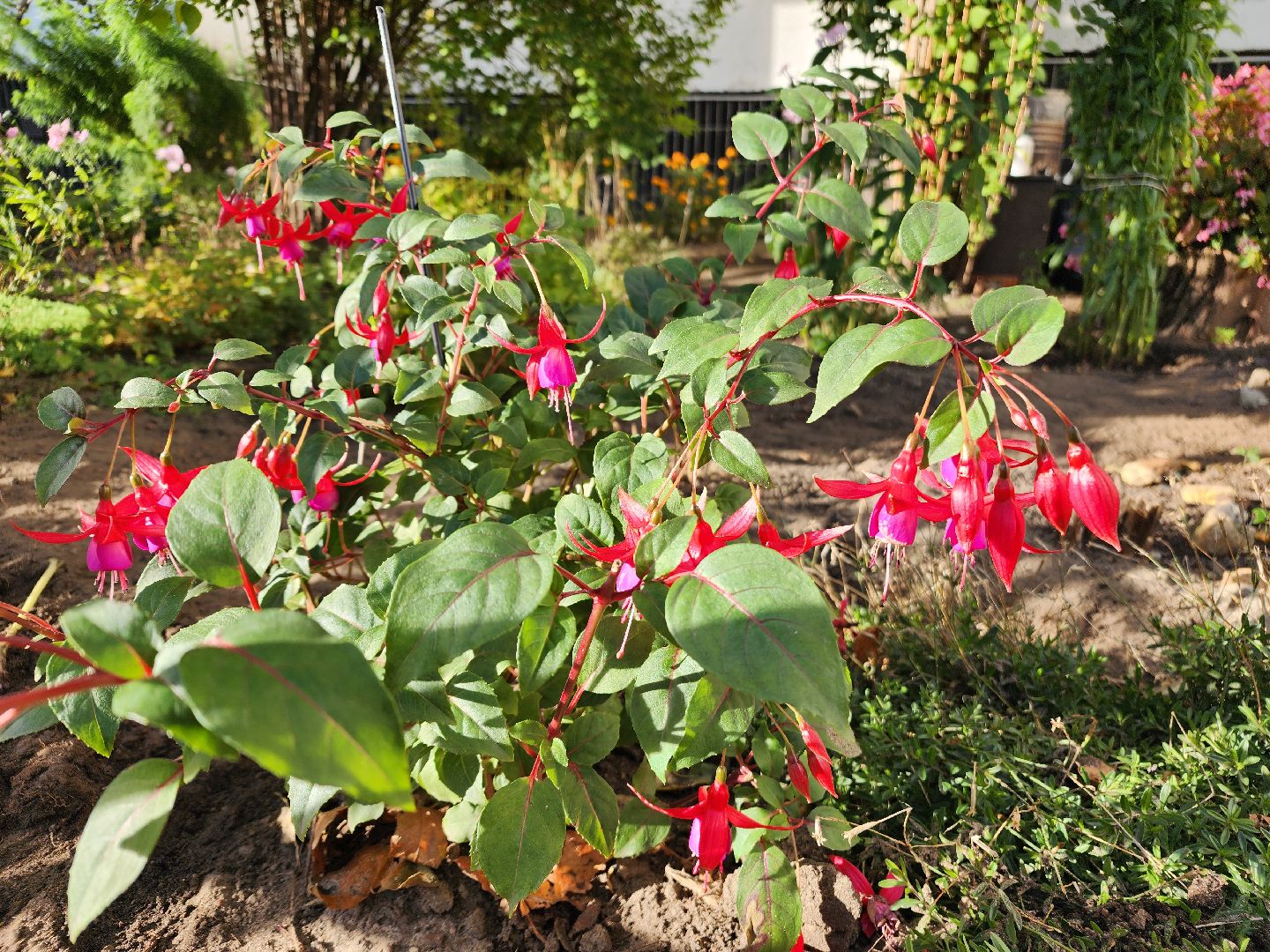 фрязино, цветы, двор-оранжерея, подготовка к зиме, цветоводство,