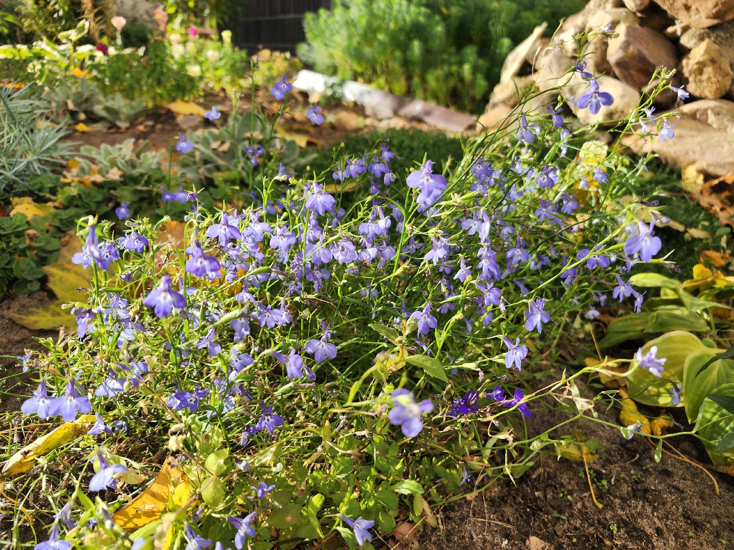 фрязино, цветы, двор-оранжерея, подготовка к зиме, цветоводство,