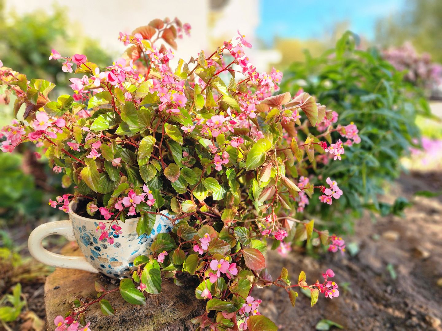 фрязино, цветы, двор-оранжерея, подготовка к зиме, цветоводство,