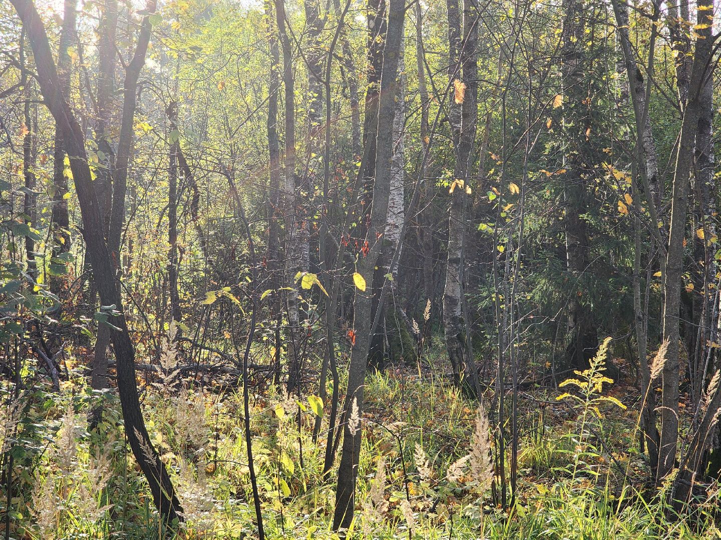 сергиев посад, сергиево-посадский городской округ, грибы в лесу, отравление грибами, ботулизм, консервирование, заготовка грибов, симптомы отравления, тихая охота,
