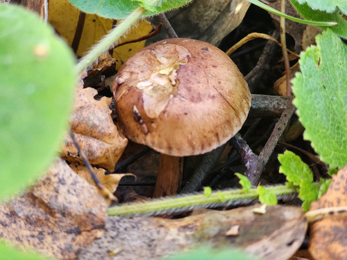 сергиев посад, сергиево-посадский городской округ, грибы в лесу, отравление грибами, ботулизм, консервирование, заготовка грибов, симптомы отравления, тихая охота,