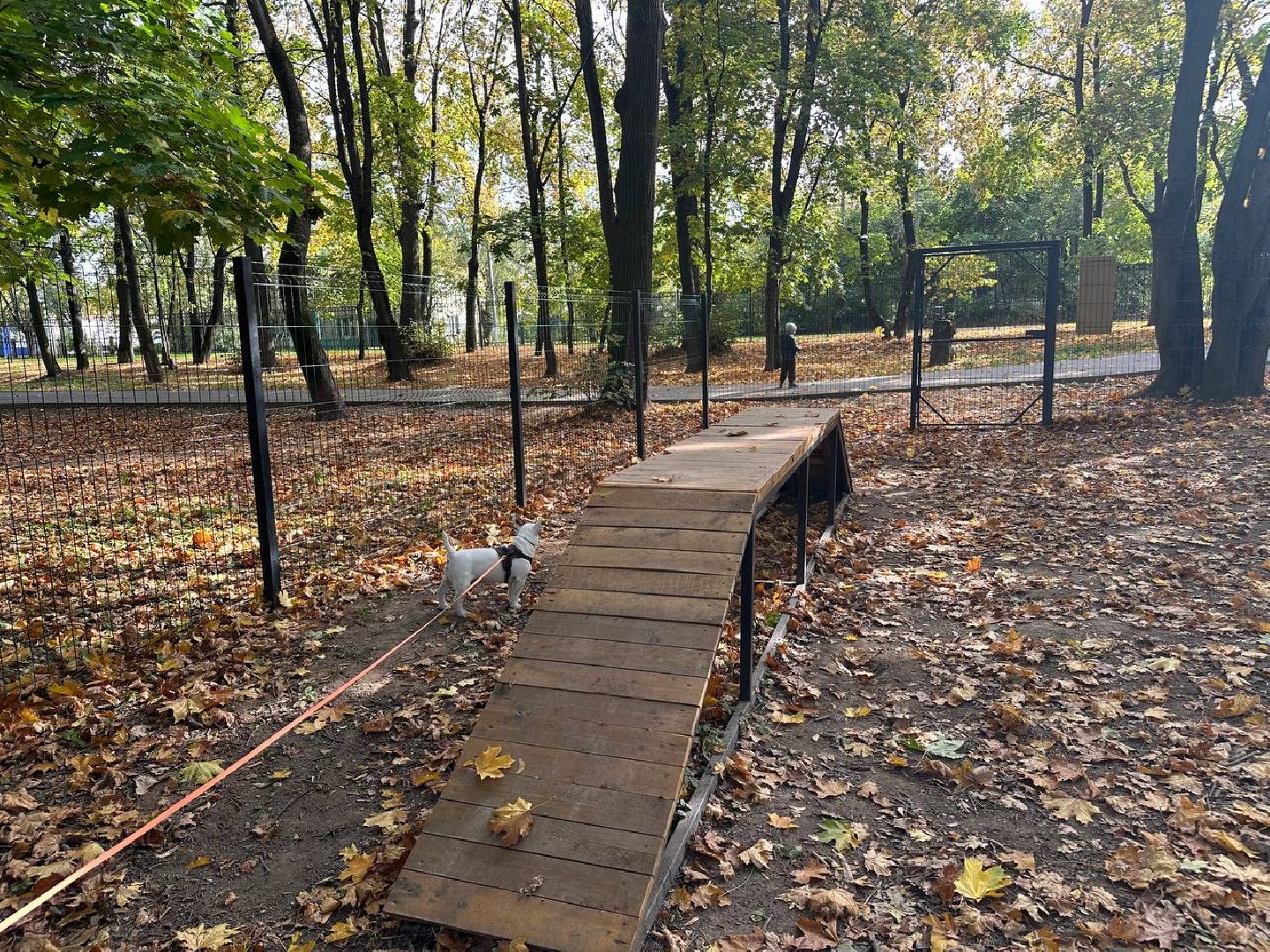 парки, домодедово, домашние животные,