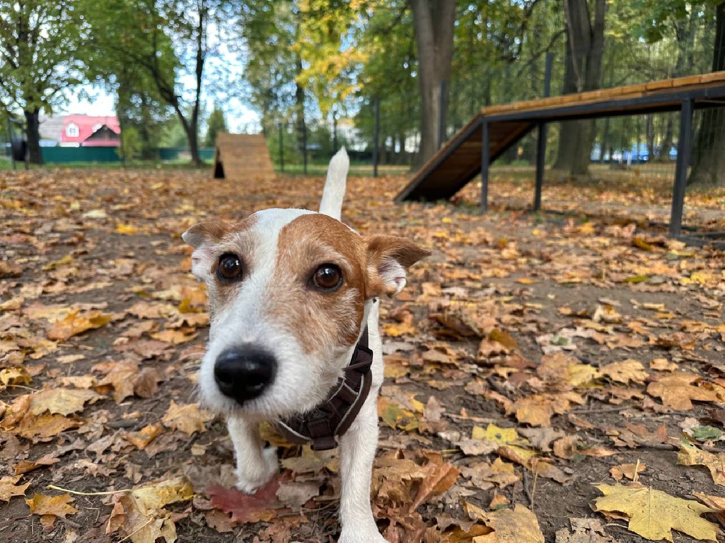 парки, домодедово, домашние животные,