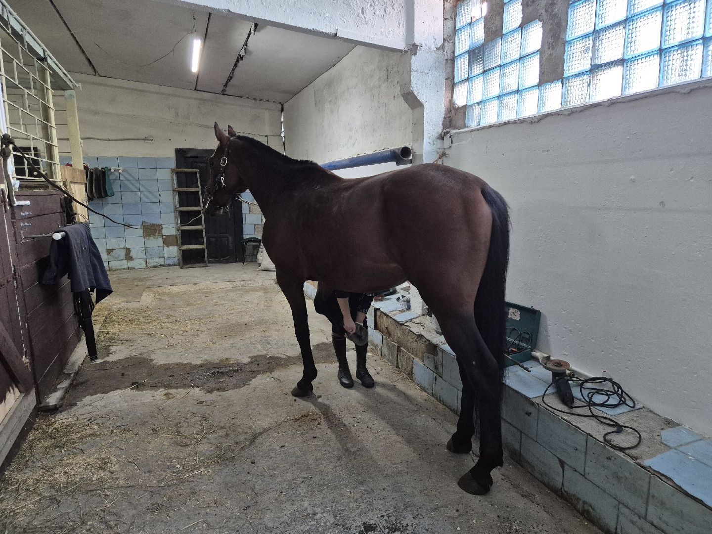 частная конюшня, конный спорт, благоустройство конюшни,