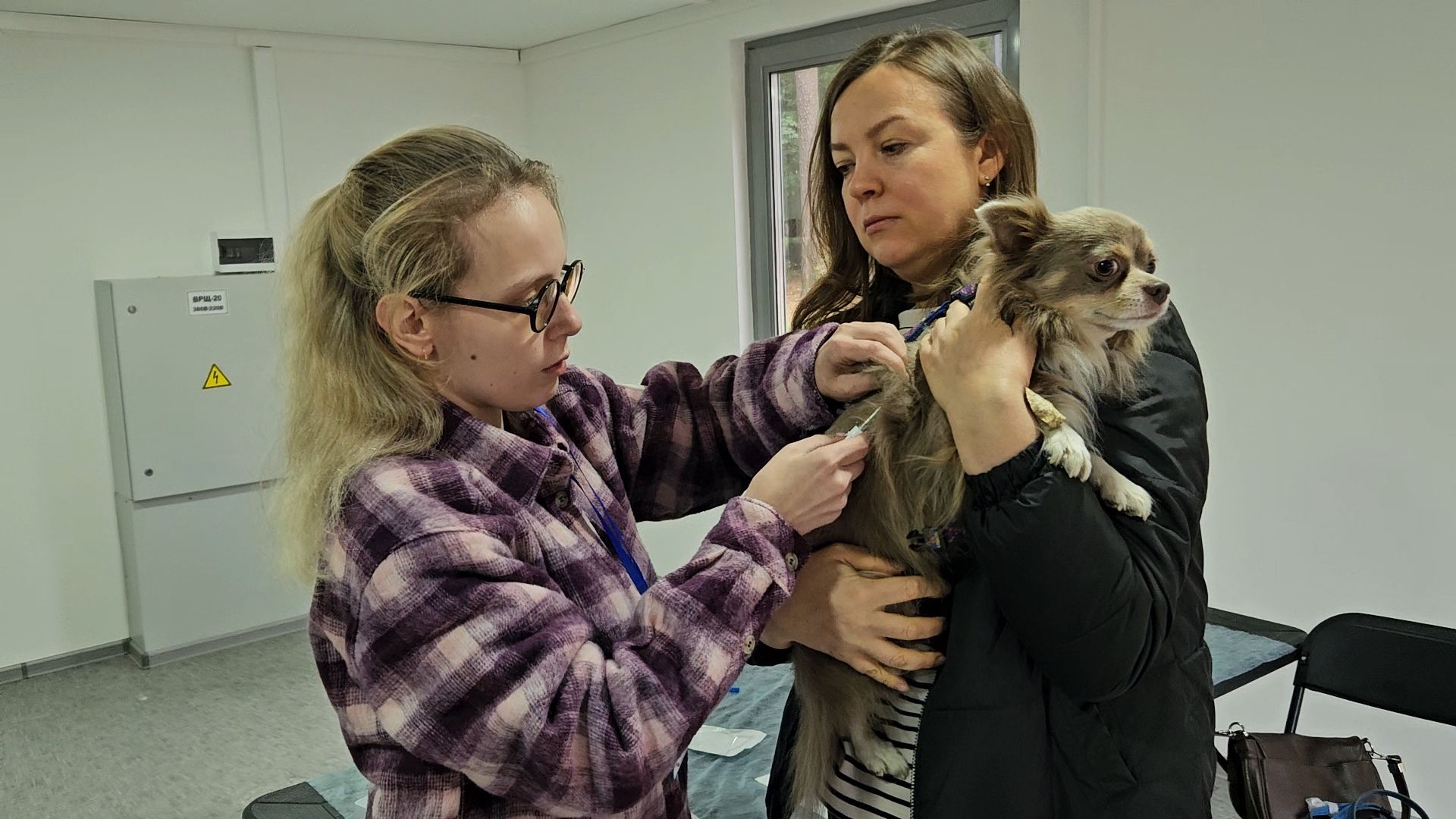 чипирование, ветеринар, животные, жуковский,