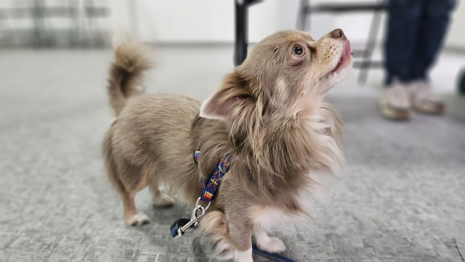 чипирование, ветеринар, животные, жуковский,