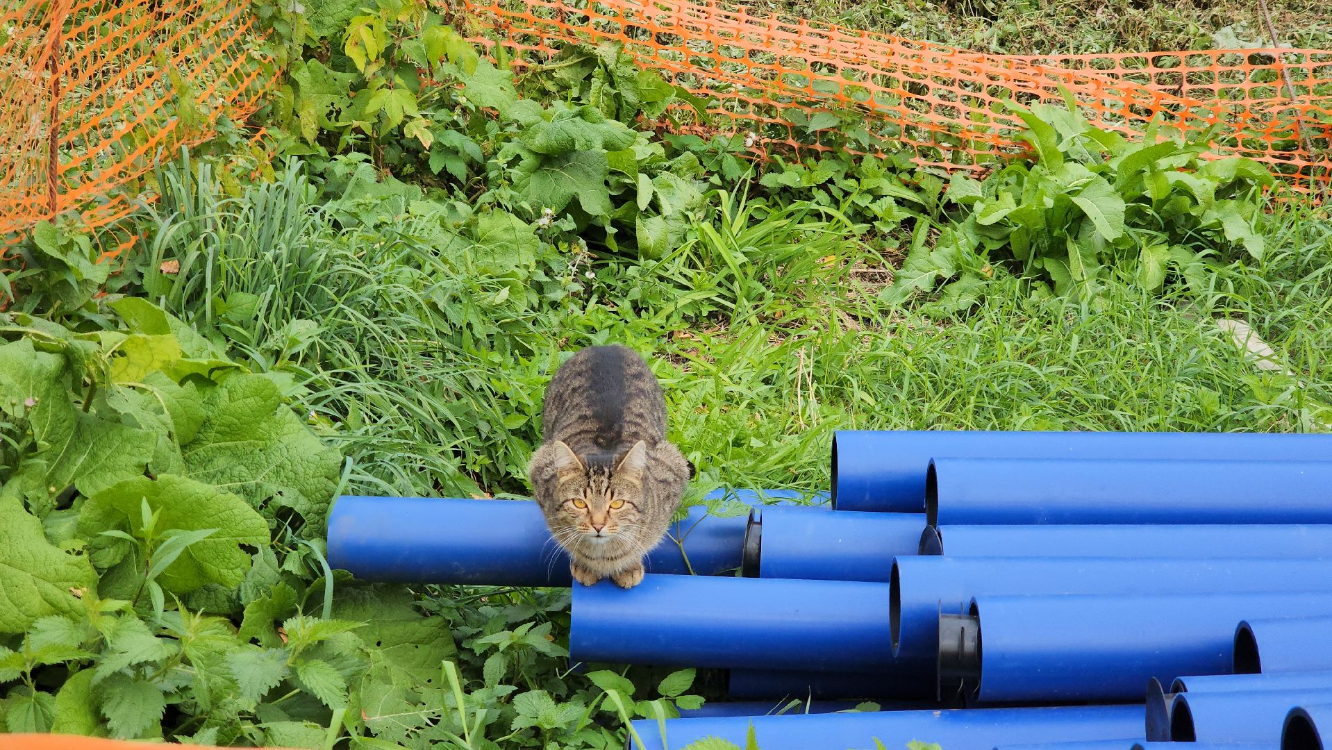 канализационная сеть, Канализация, Лобня ,