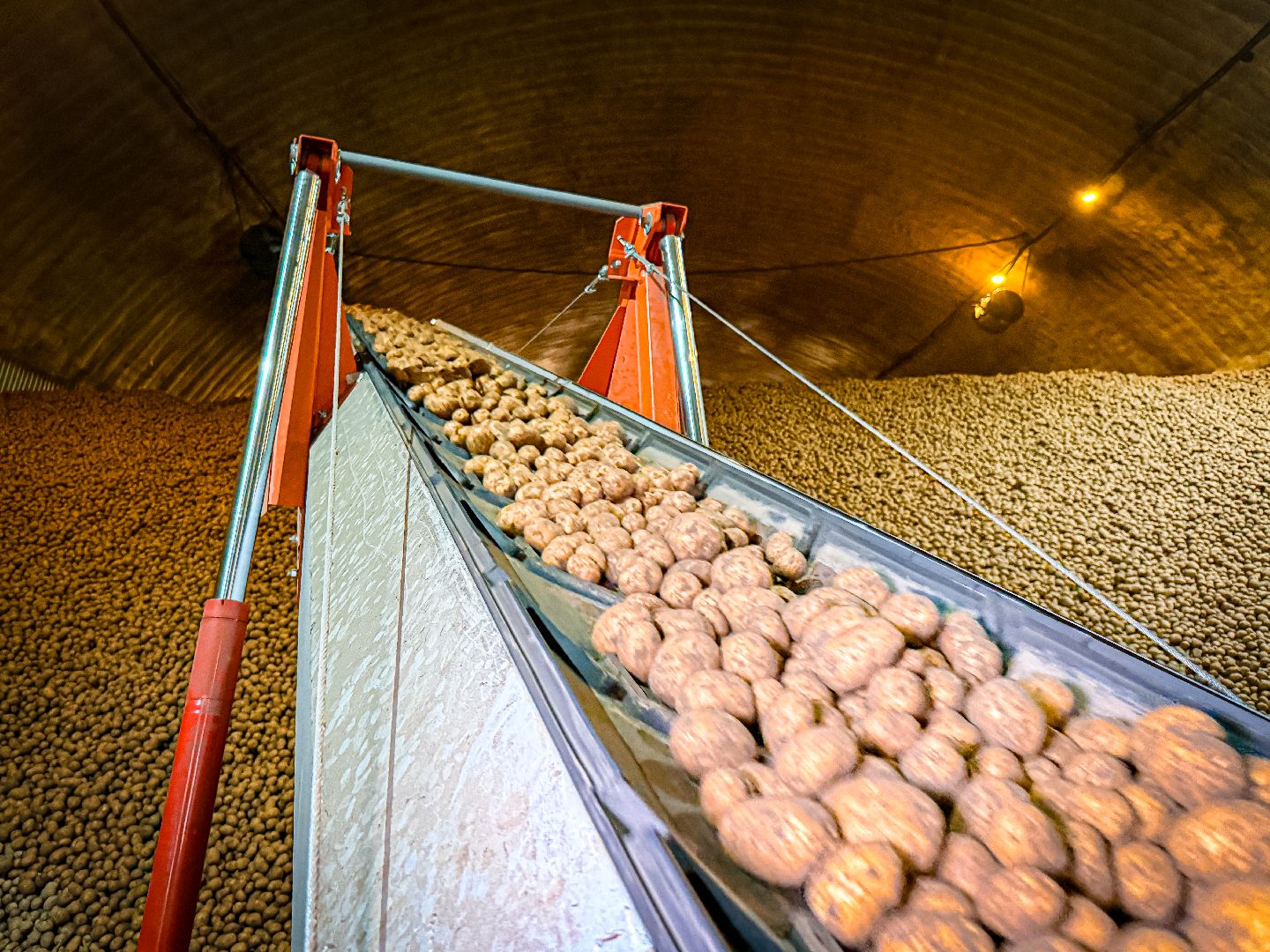 клин, экономика, сбор урожая, картофель, сельское хозяйство,