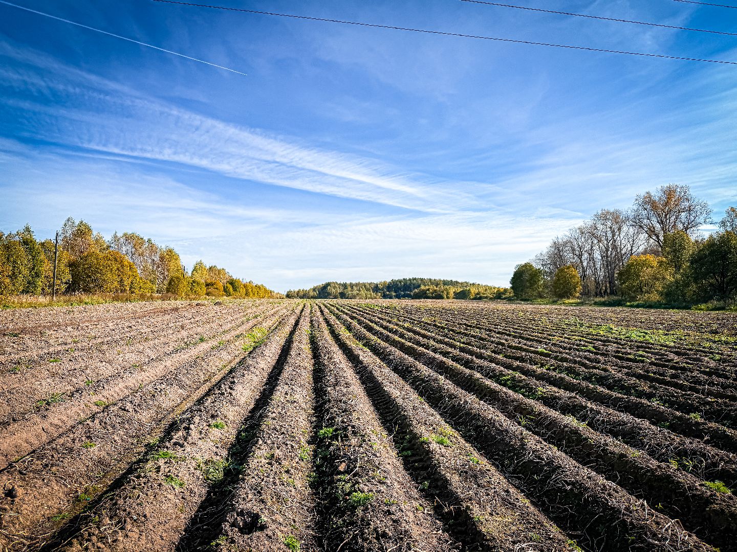 клин, экономика, сбор урожая, картофель, сельское хозяйство,
