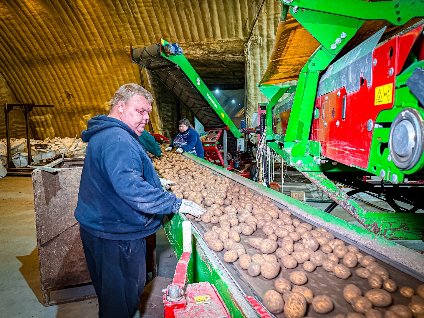 клин, экономика, сбор урожая, картофель, сельское хозяйство,