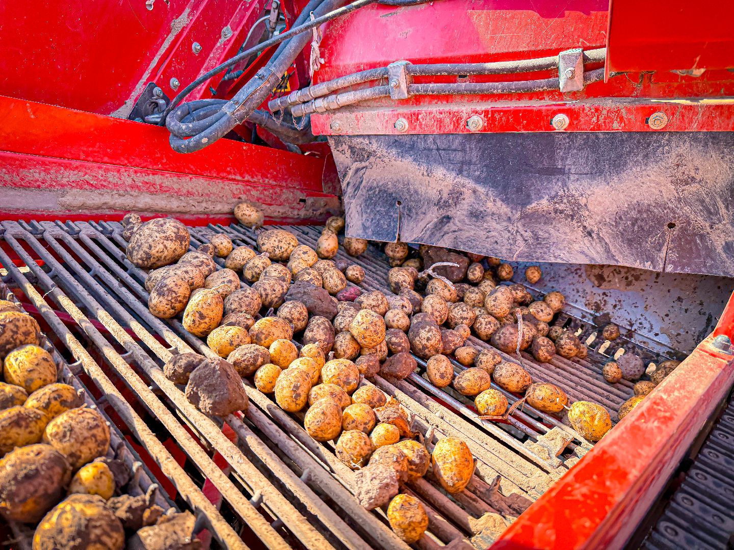 клин, экономика, сбор урожая, картофель, сельское хозяйство,