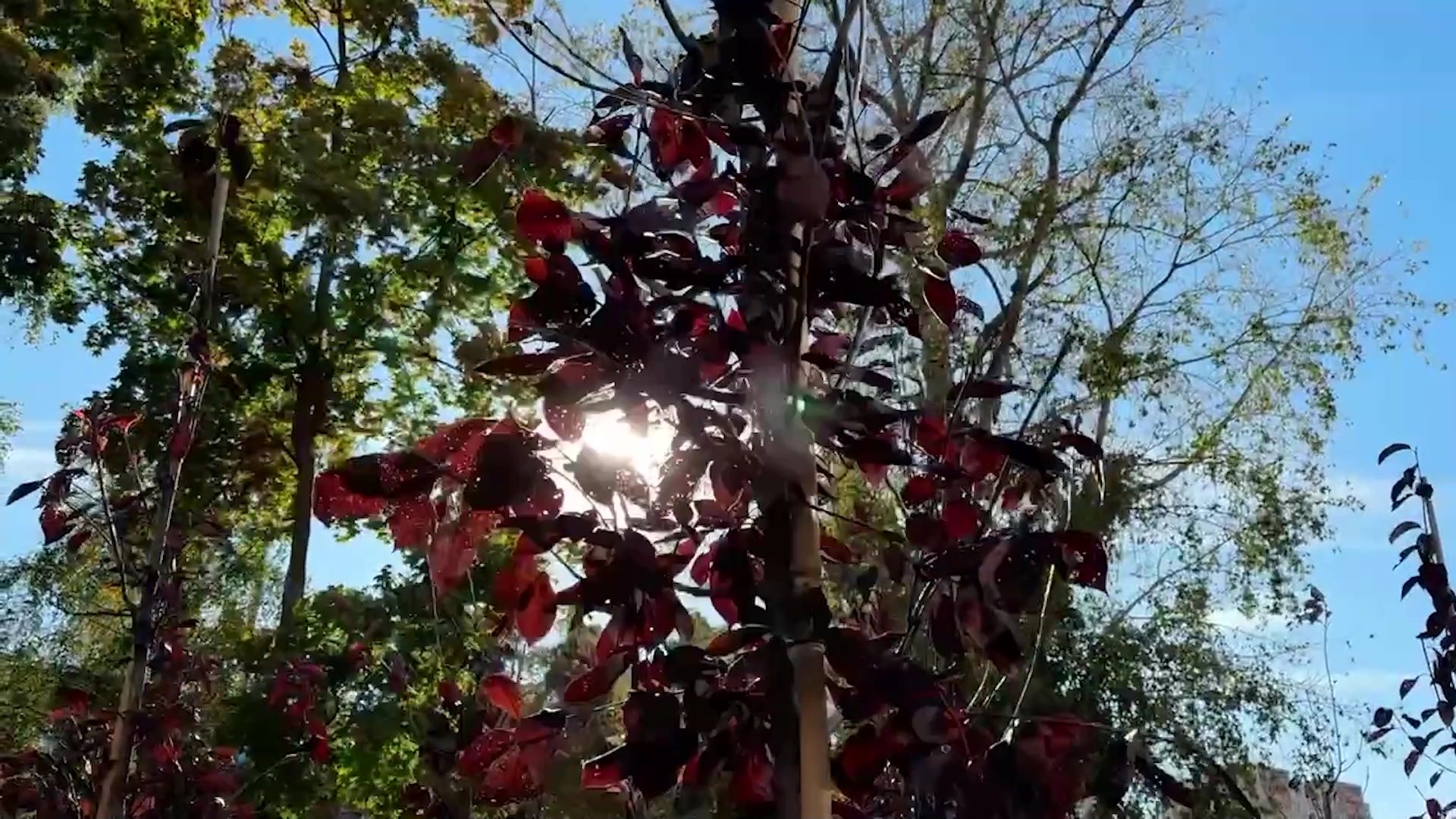 Реутов, благоустройство, сквер, качели, гортензии,