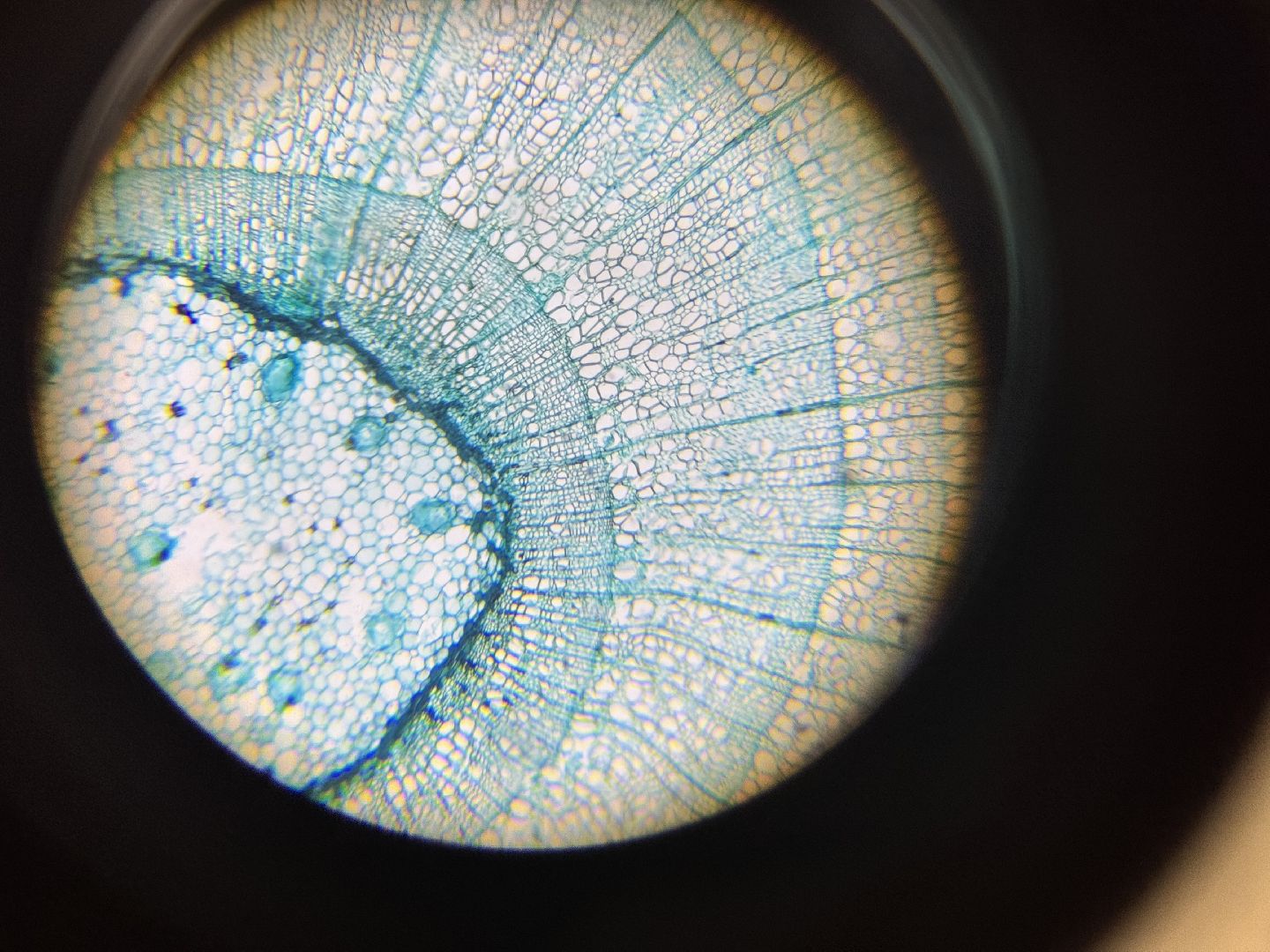 шаховская, день учителя, образование,