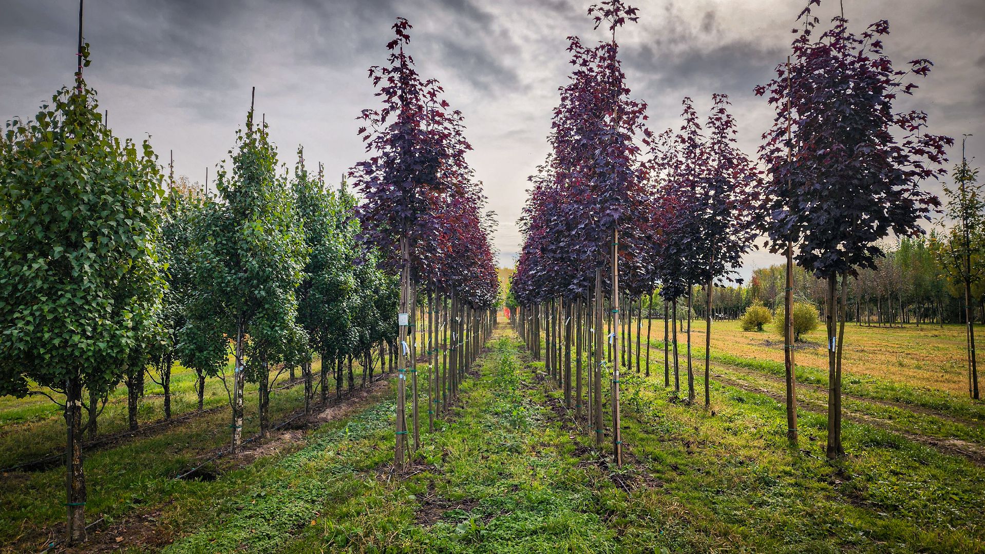 бронницы, сады бэллы, питомник аллейных деревьев в бронницах, экономика, экспорт деревьев в бронницах,