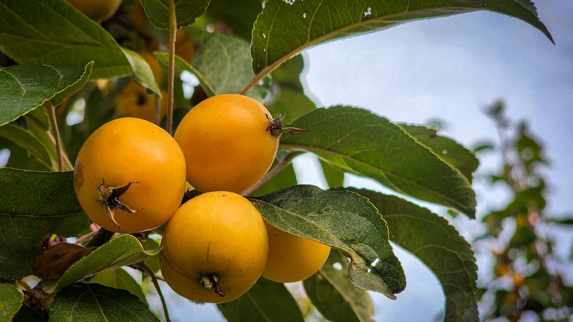 бронницы, сады бэллы, питомник аллейных деревьев в бронницах, экономика, экспорт деревьев в бронницах,