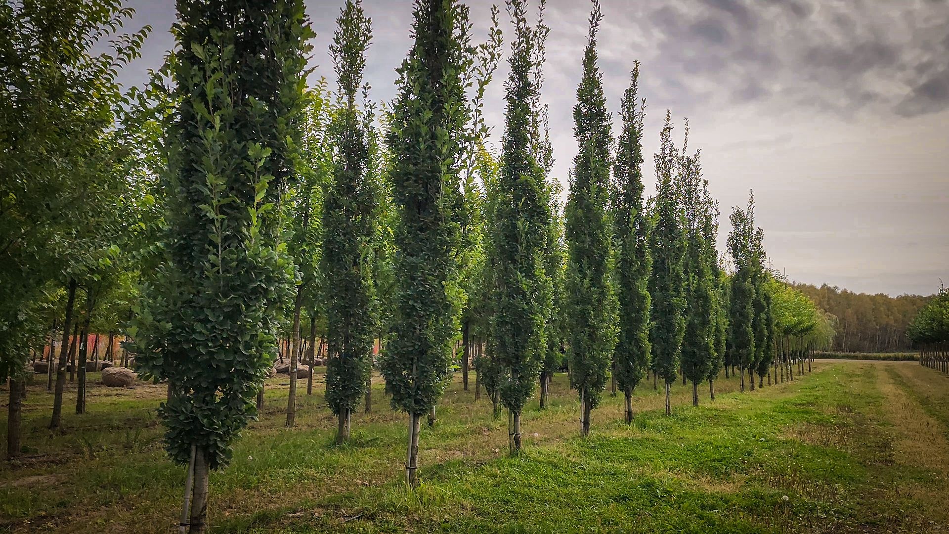 бронницы, сады бэллы, питомник аллейных деревьев в бронницах, экономика, экспорт деревьев в бронницах,