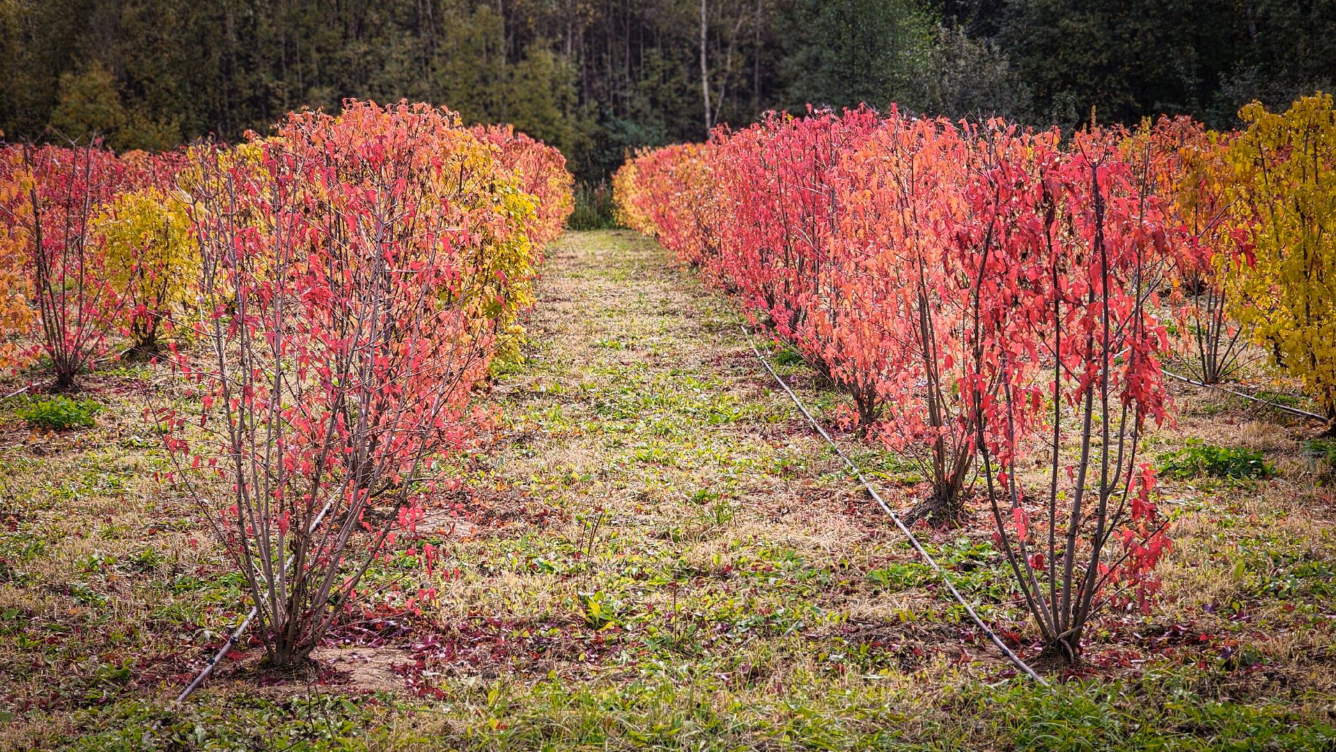 бронницы, сады бэллы, питомник аллейных деревьев в бронницах, экономика, экспорт деревьев в бронницах,