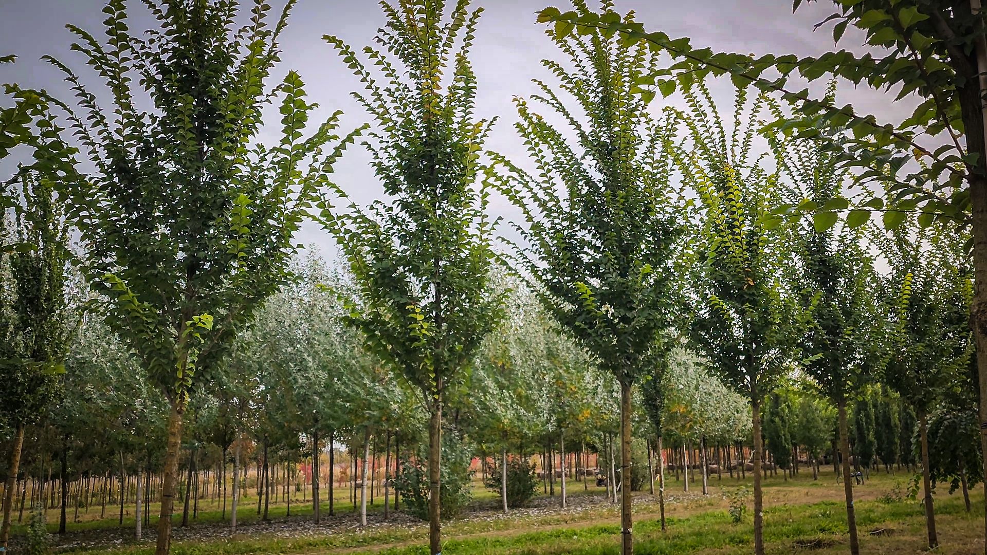 бронницы, сады бэллы, питомник аллейных деревьев в бронницах, экономика, экспорт деревьев в бронницах,