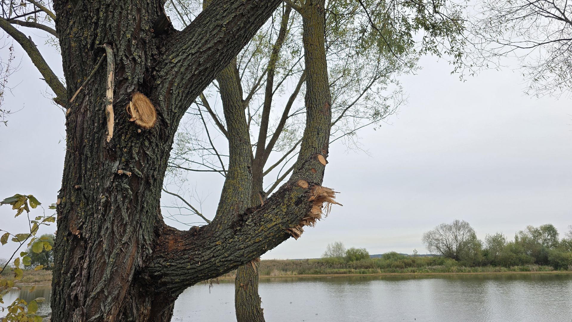 Коломна, очистка водоемов, 100 прудов и озер,