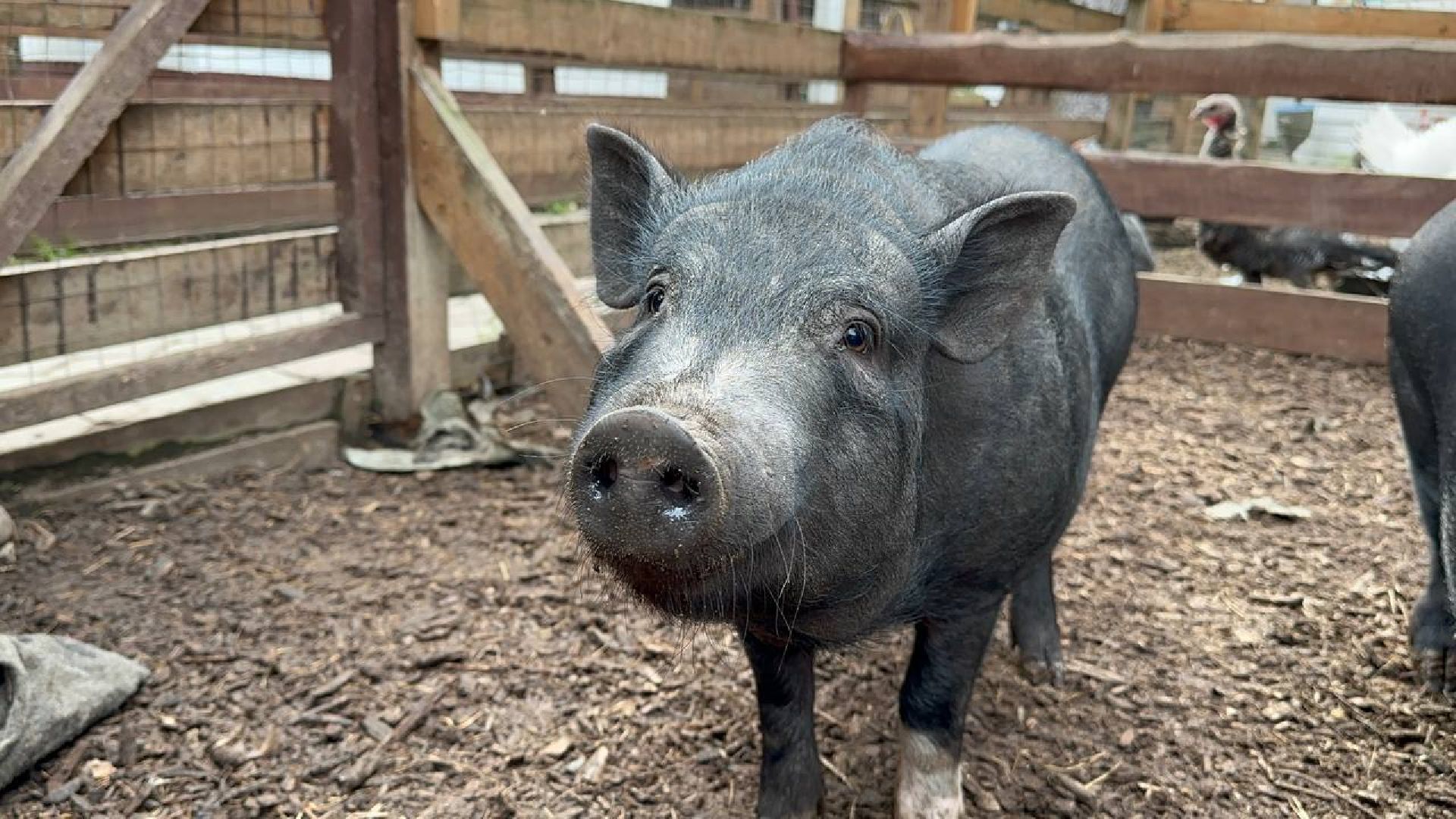 домодедово, эко ферма, парки,