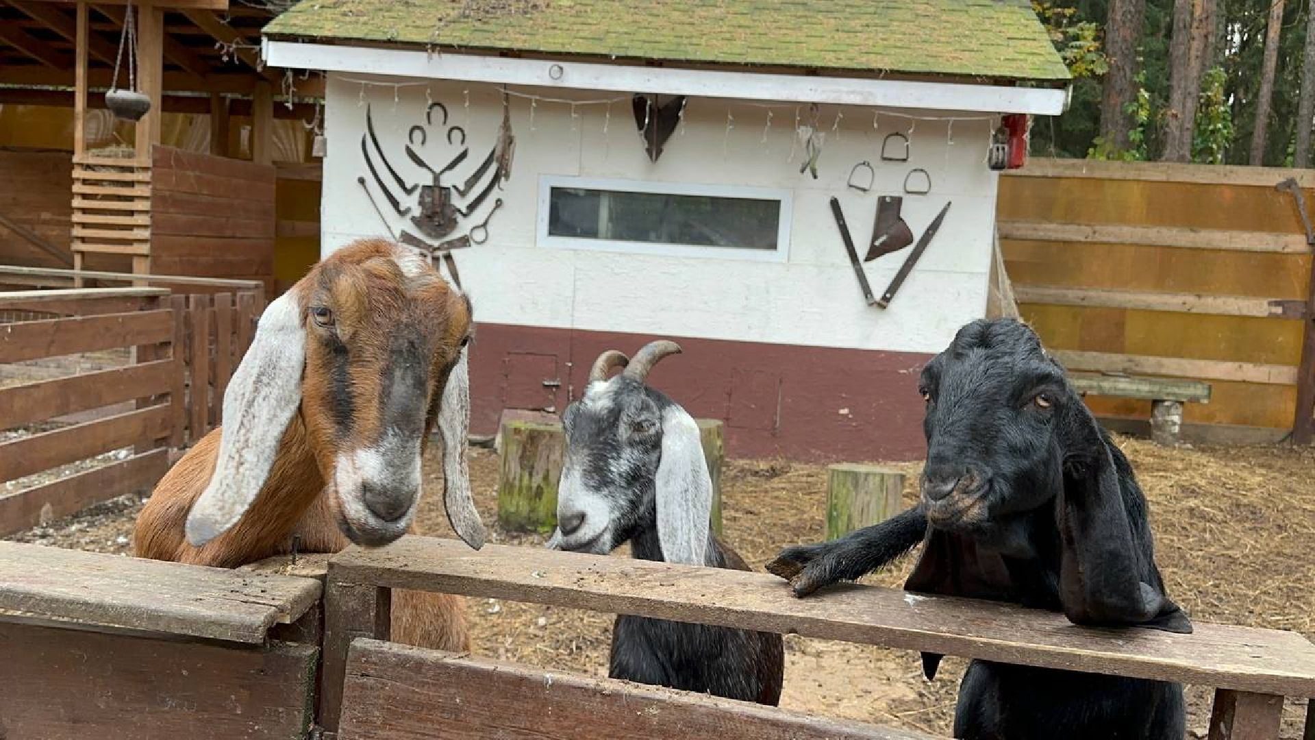 домодедово, эко ферма, парки,