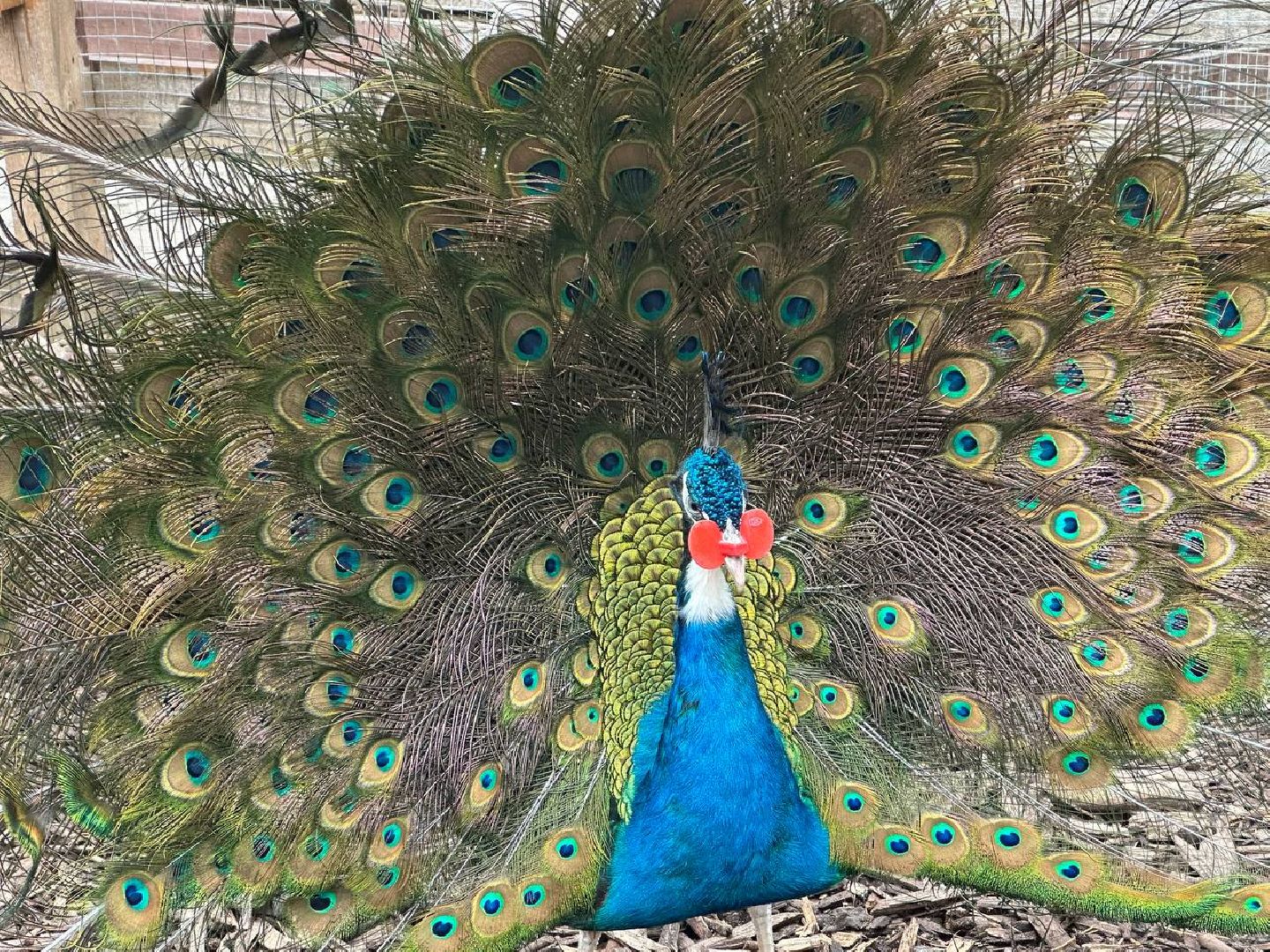 домодедово, эко ферма, парки,