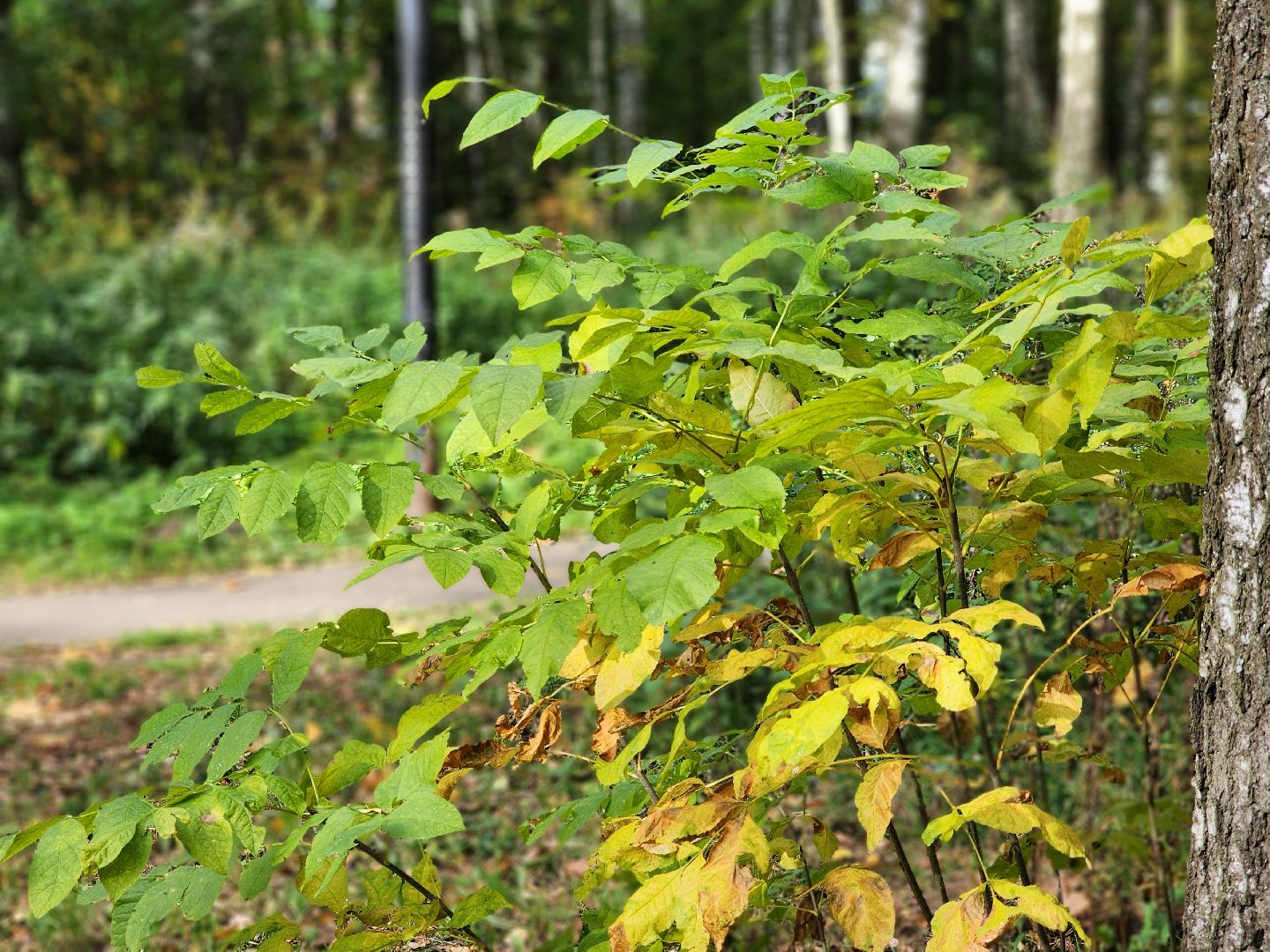 топ-5, озеленение, рейтинг самых зеленых городов, ногинск, богородский городский округ,
