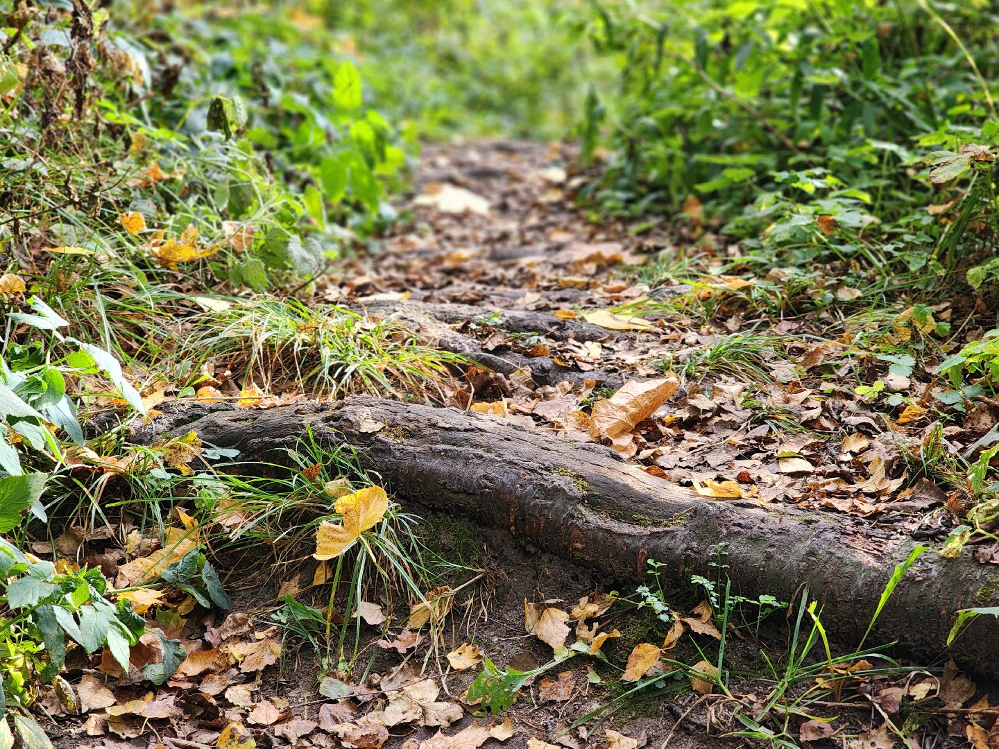 топ-5, озеленение, рейтинг самых зеленых городов, ногинск, богородский городский округ,