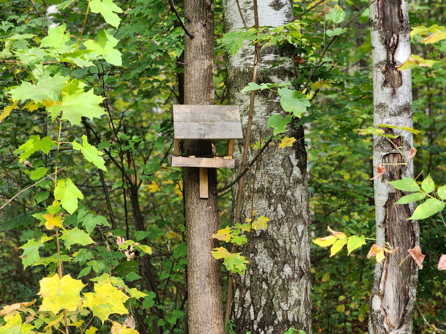 топ-5, озеленение, рейтинг самых зеленых городов, ногинск, богородский городский округ,