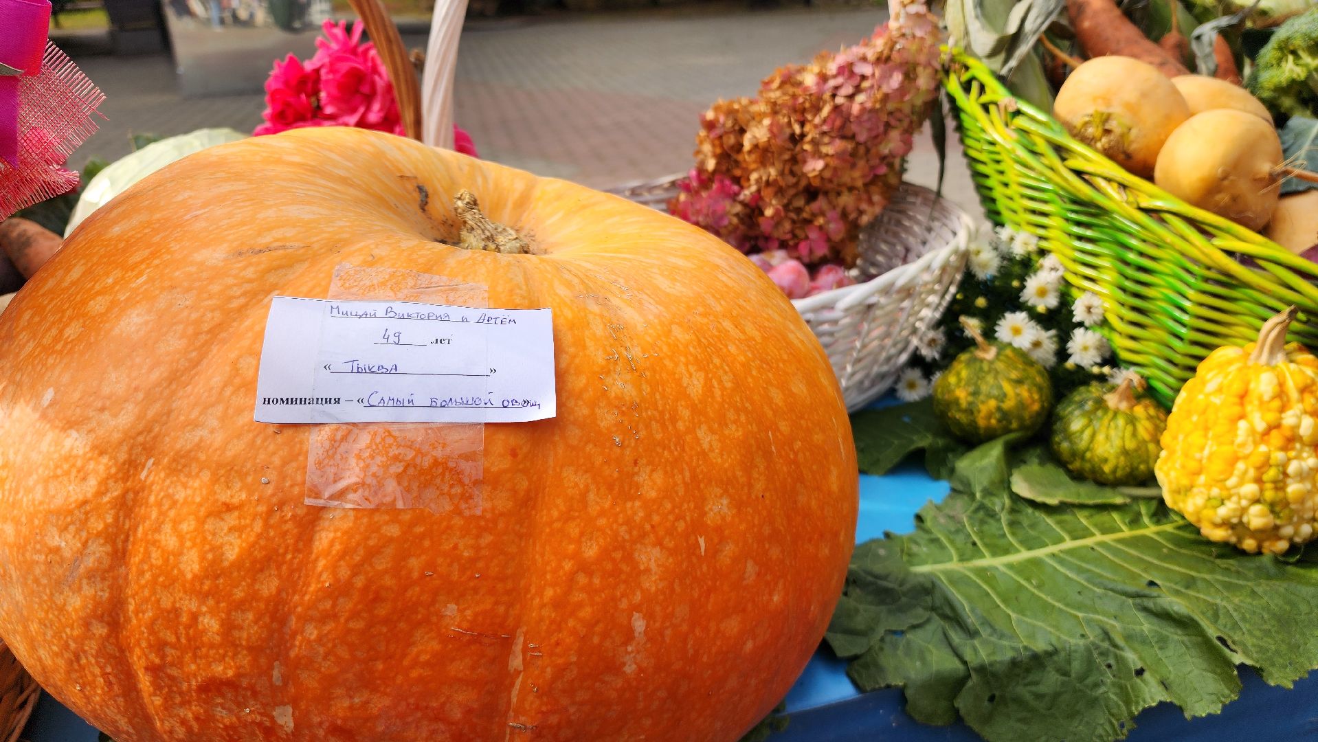 дармарка, огород, саженцы, домодедово, активное долголетие, конкурс, осень, кашпо, горшок,