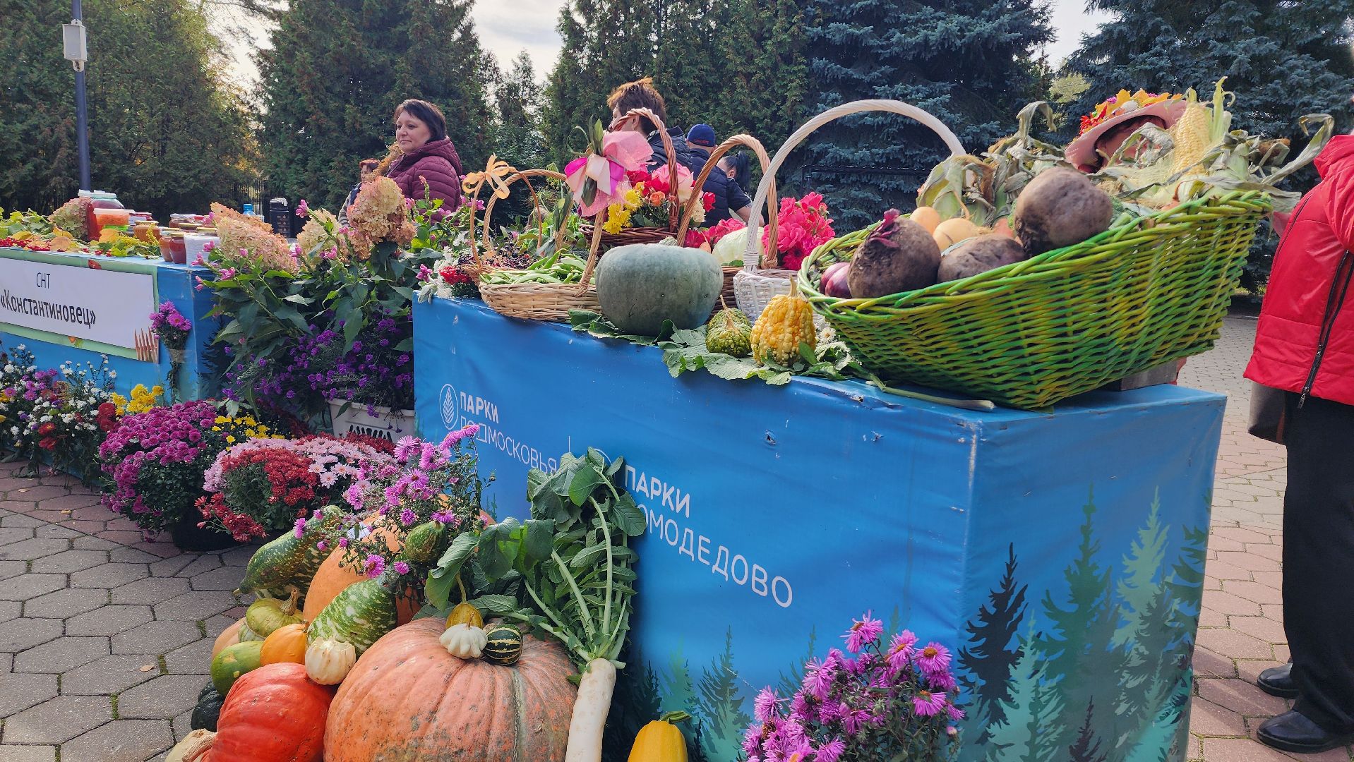 дармарка, огород, саженцы, домодедово, активное долголетие, конкурс, осень, кашпо, горшок,