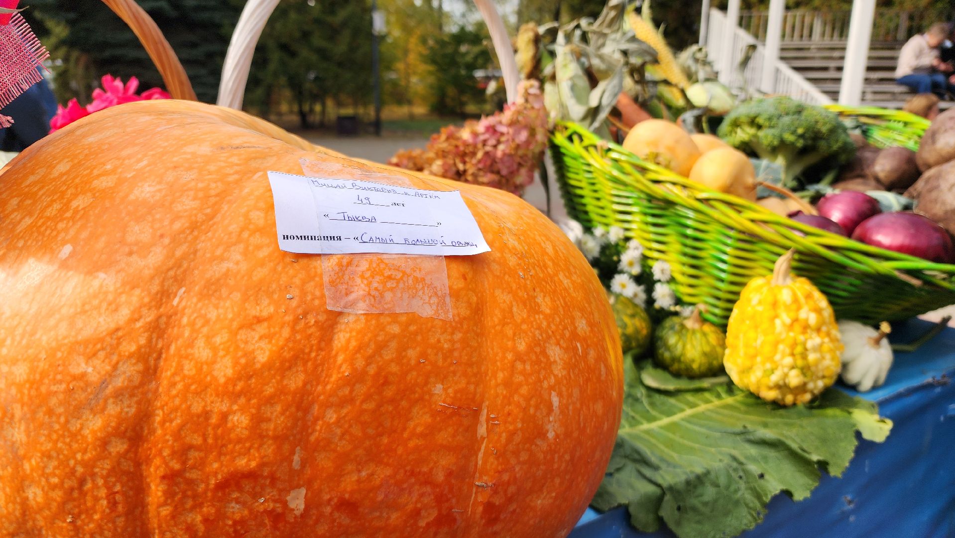 дармарка, огород, саженцы, домодедово, активное долголетие, конкурс, осень, кашпо, горшок,