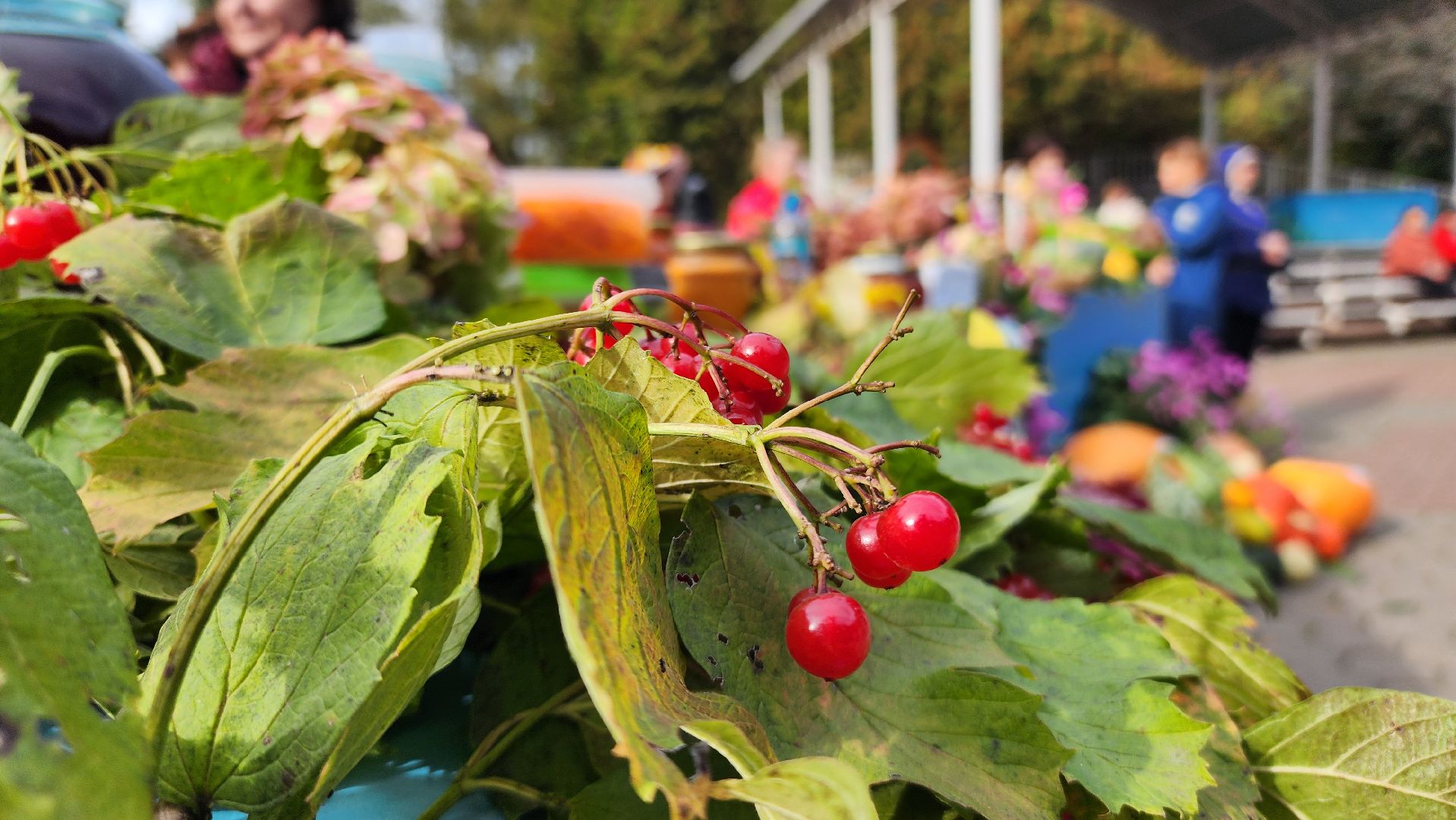 парк елочки, домодедово, осень, парки, ярмарка, фестиваль, конкурс,