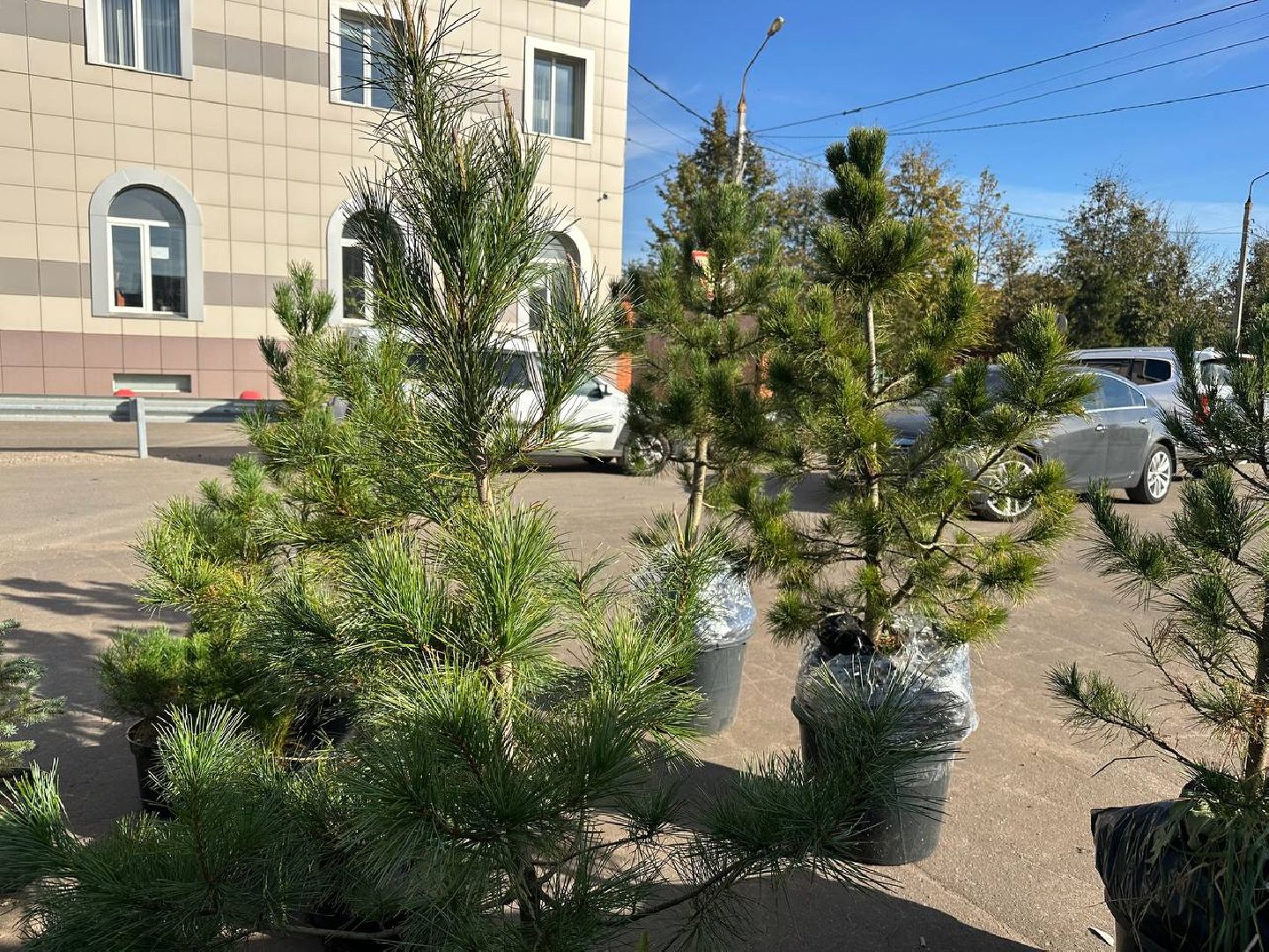 благотворительная акция, домодедово, деревья,