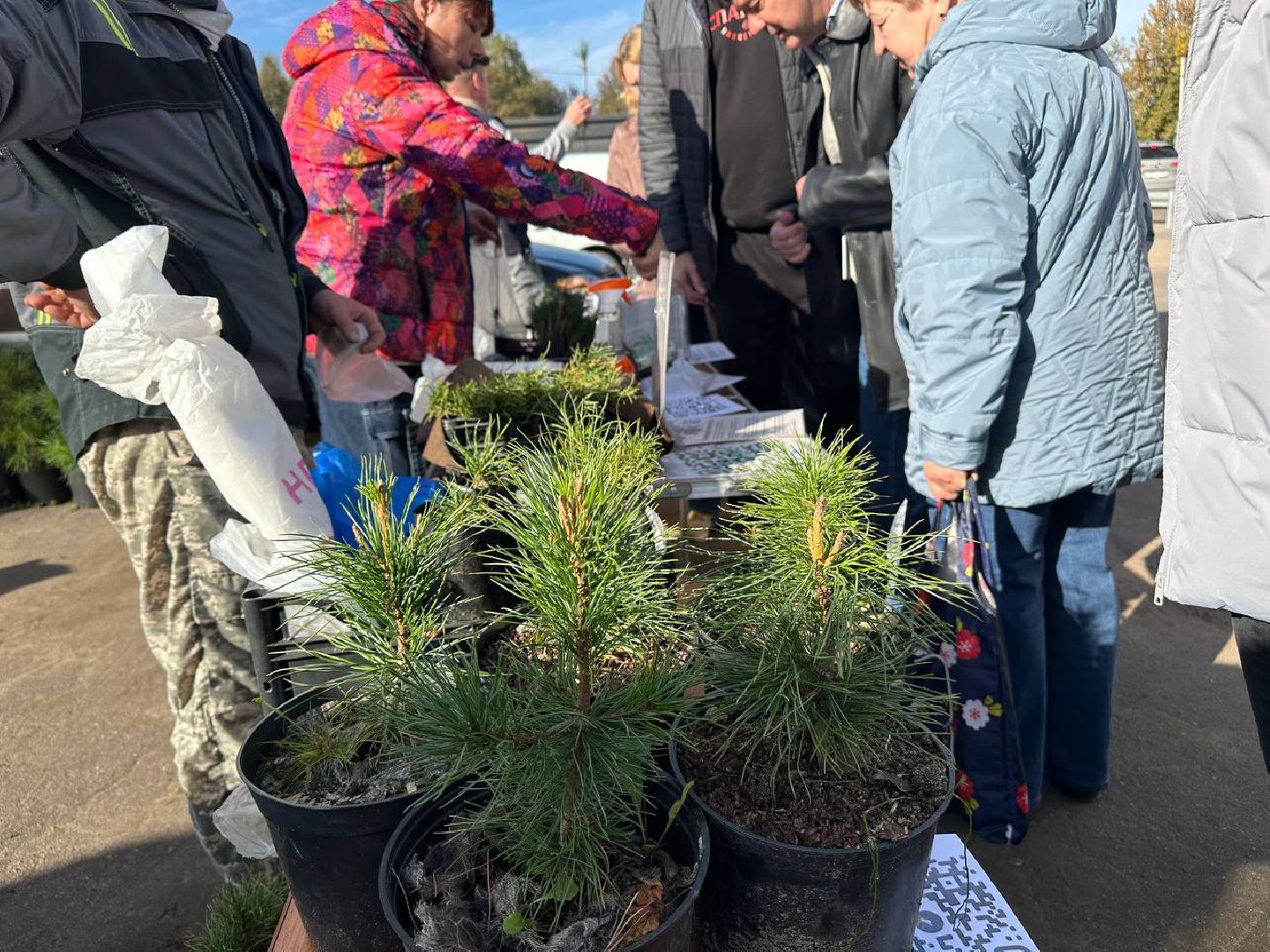 благотворительная акция, домодедово, деревья,