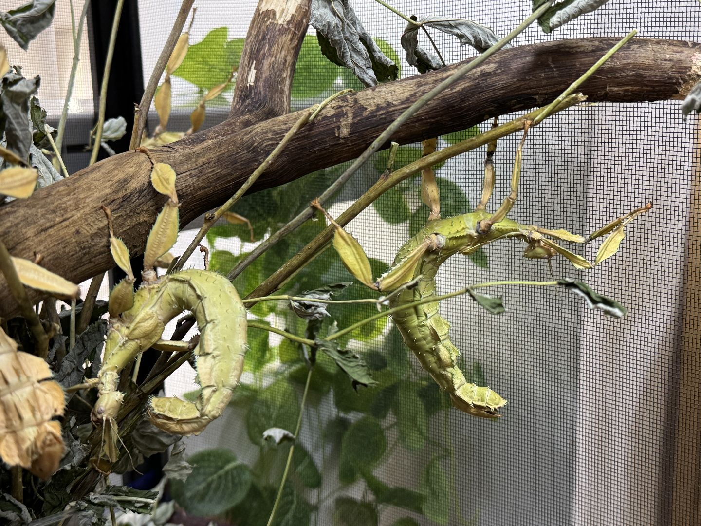 рептилии, бабочки, досуг, выставка ,