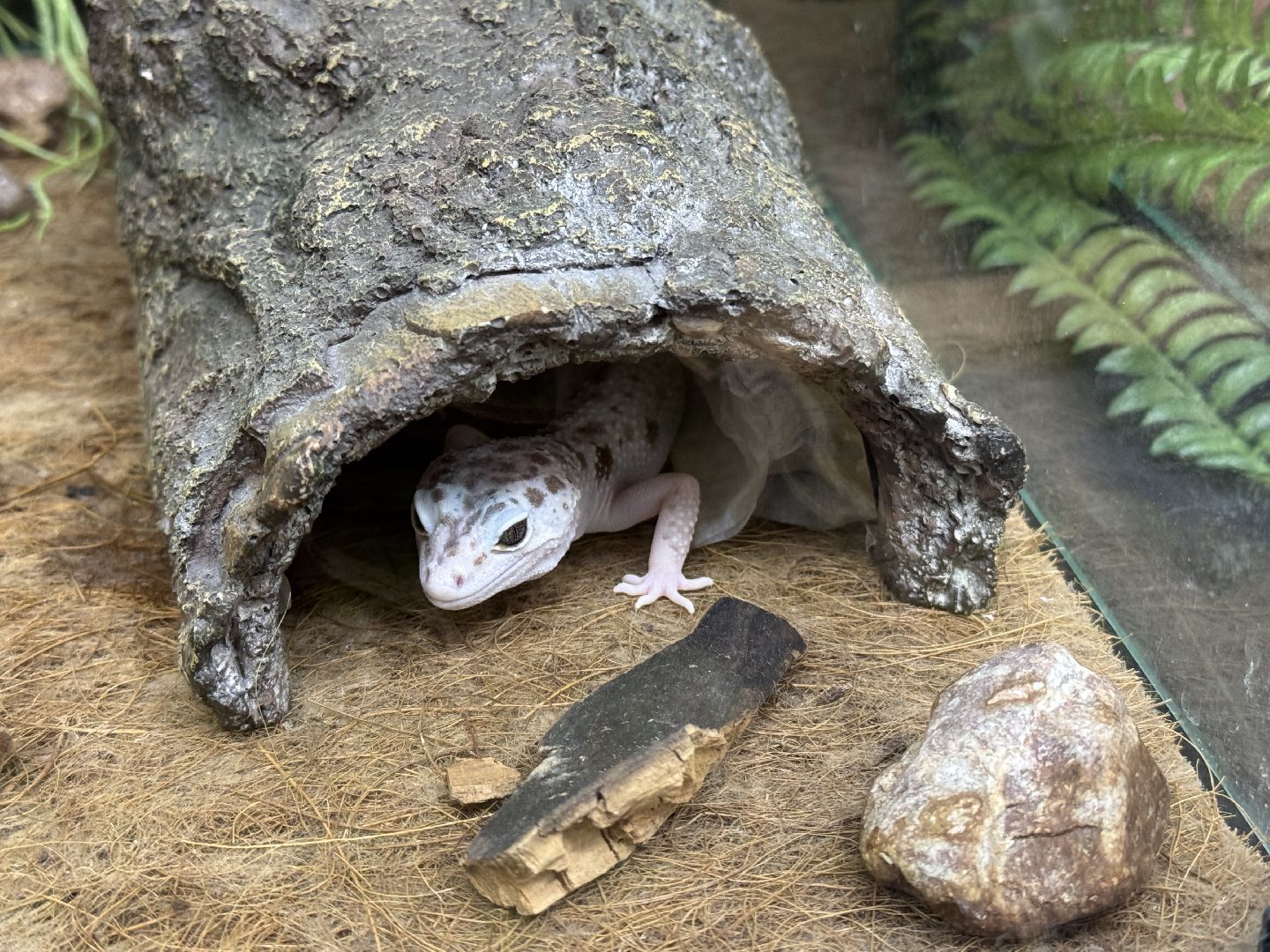 рептилии, бабочки, досуг, выставка ,