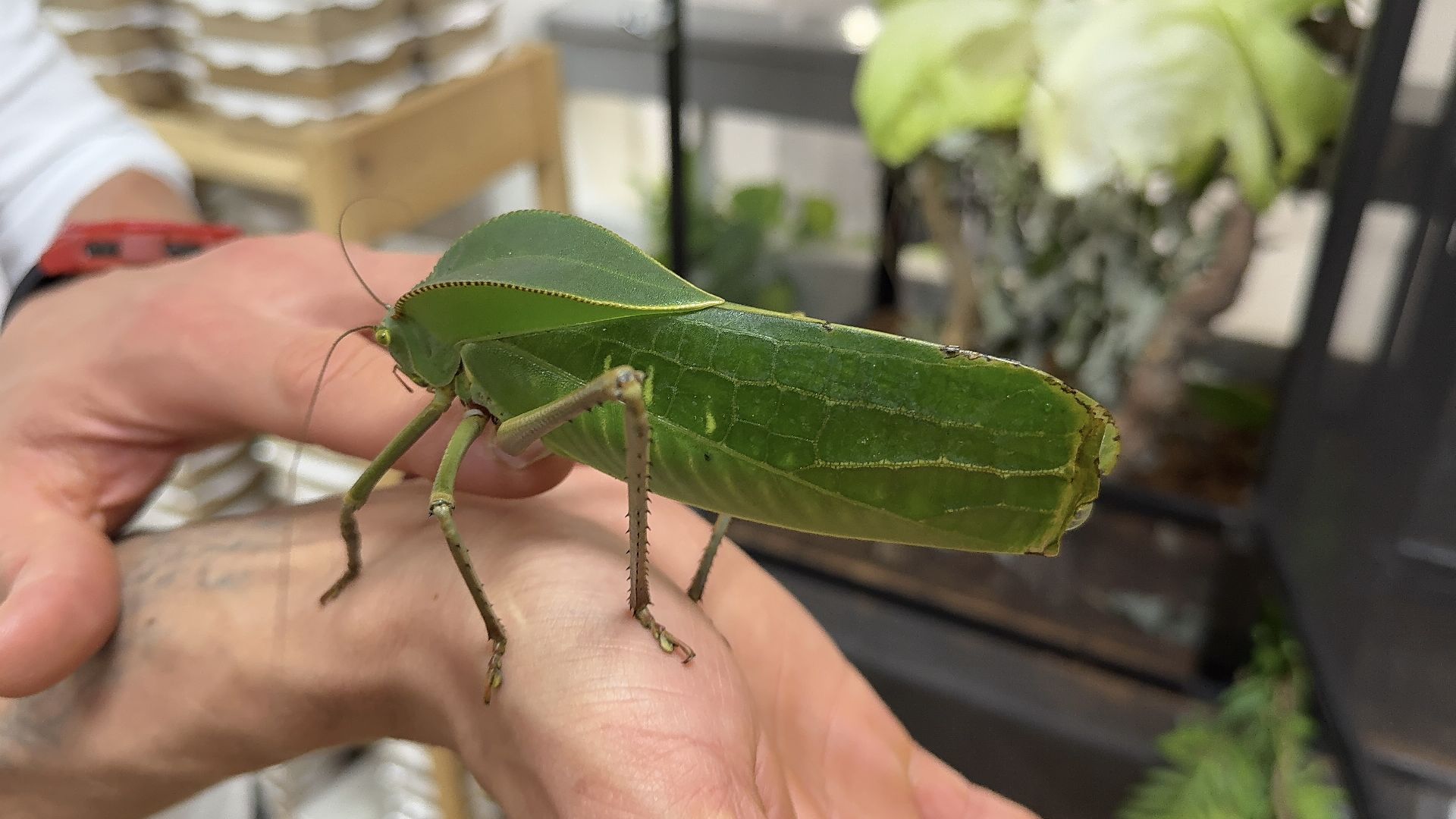 рептилии, бабочки, досуг, выставка ,