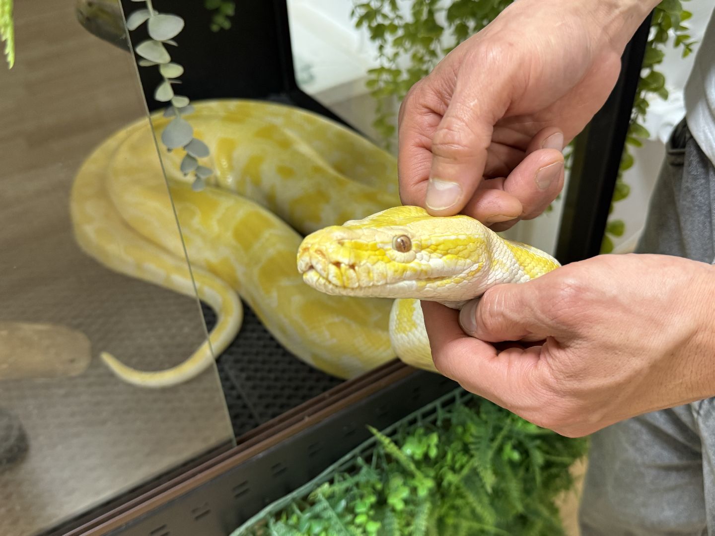 рептилии, бабочки, досуг, выставка ,