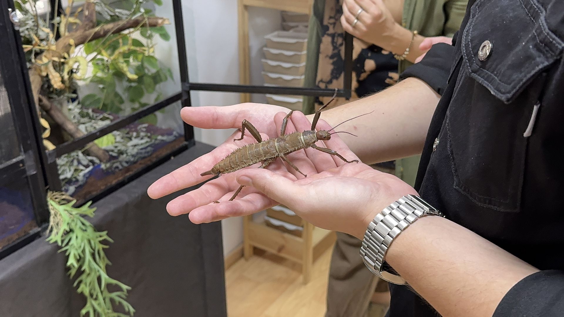 рептилии, бабочки, досуг, выставка ,