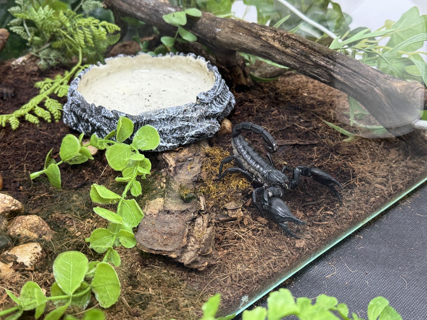 рептилии, бабочки, досуг, выставка ,