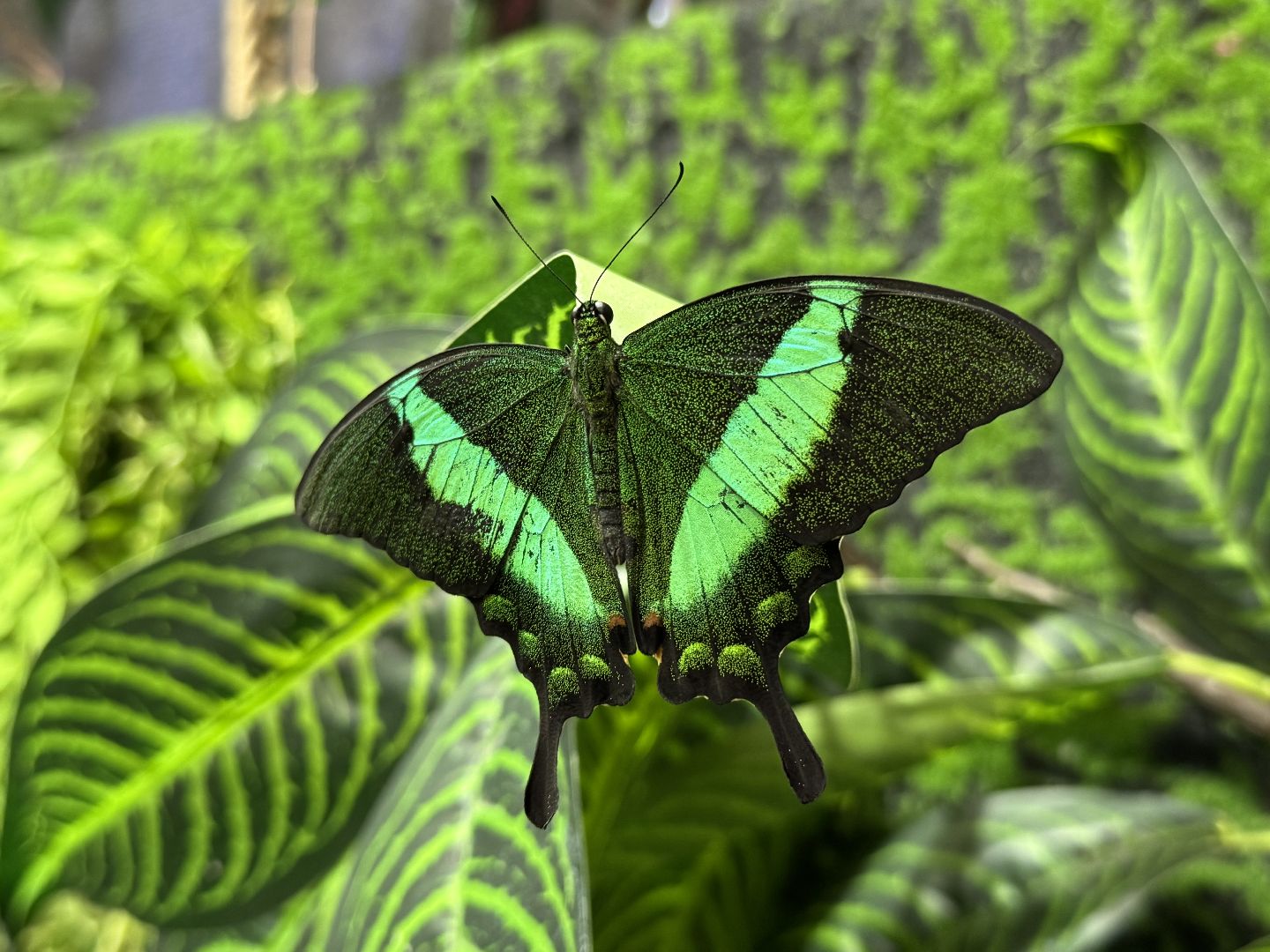 рептилии, бабочки, досуг, выставка ,