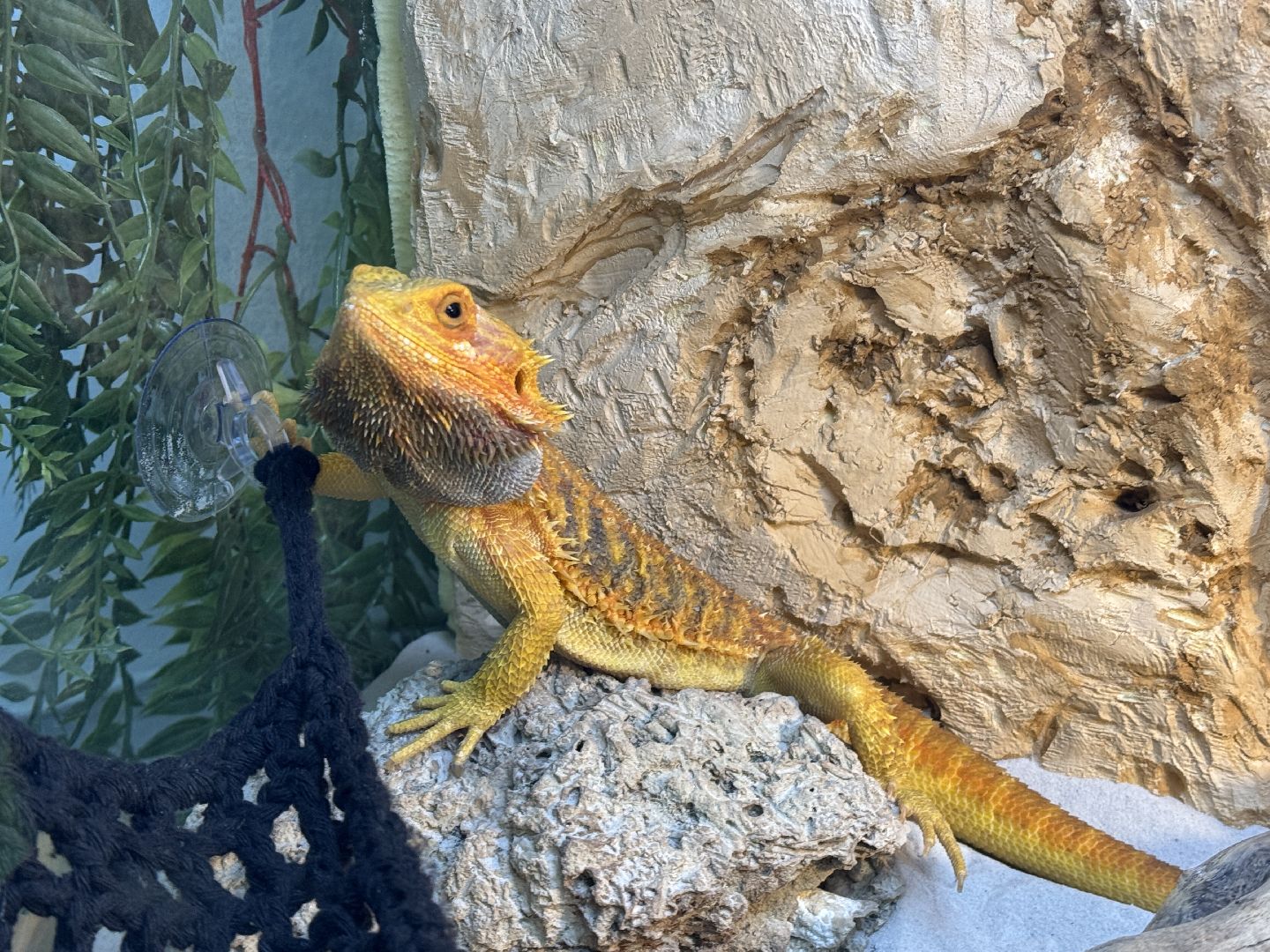 рептилии, бабочки, досуг, выставка ,