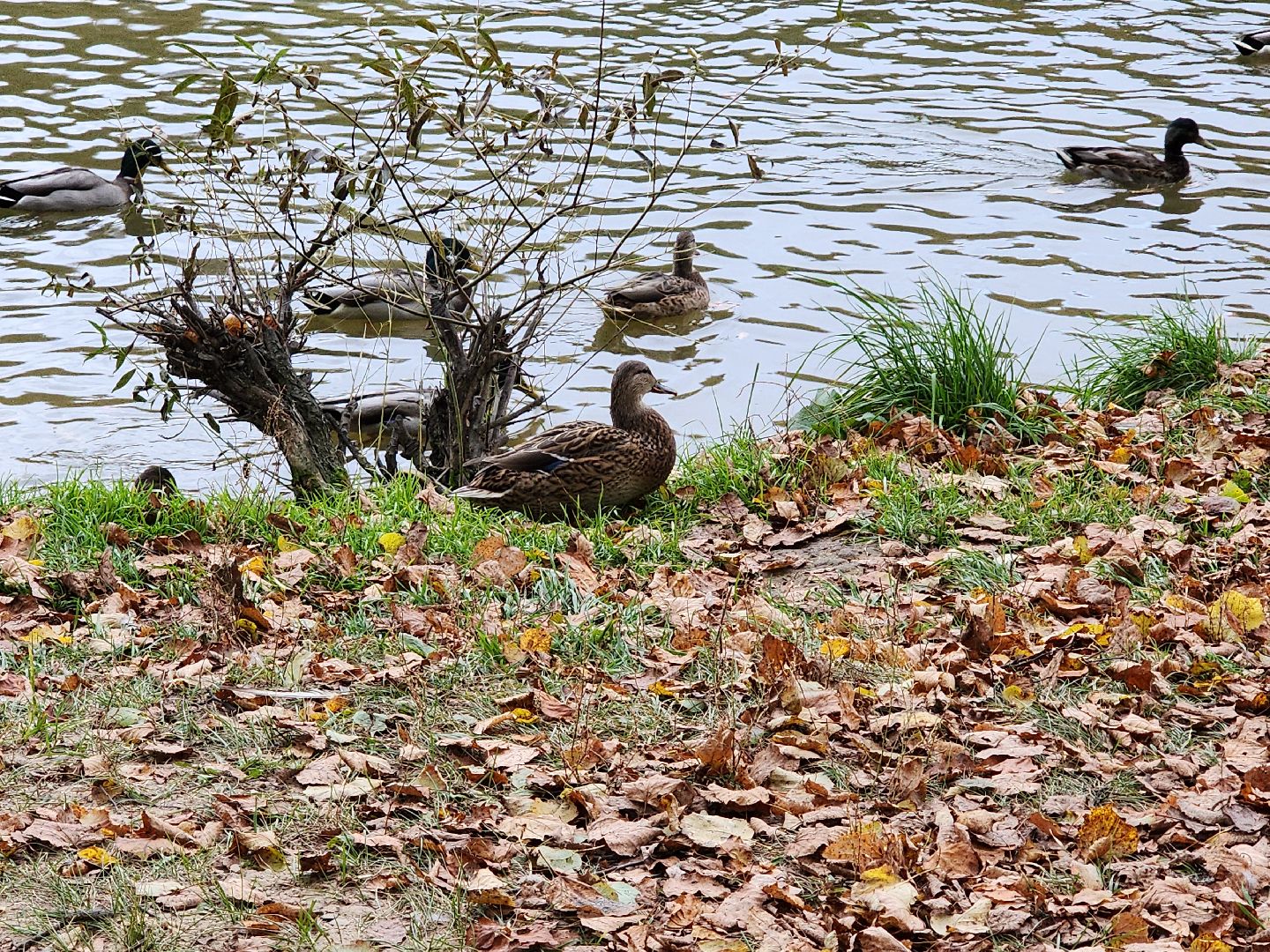 сергиев посад, сергиево-посадский городской округ, роман лобанов, фотограф-анималист, фотограф-натуралист, первозданная россия, фото журавлей, совы, сайгаки, золотая черепаха,