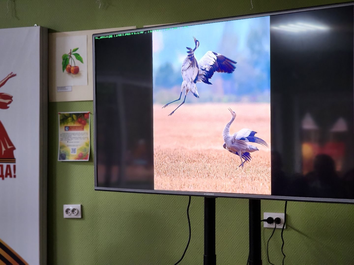 сергиев посад, сергиево-посадский городской округ, роман лобанов, фотограф-анималист, фотограф-натуралист, первозданная россия, фото журавлей, совы, сайгаки, золотая черепаха,