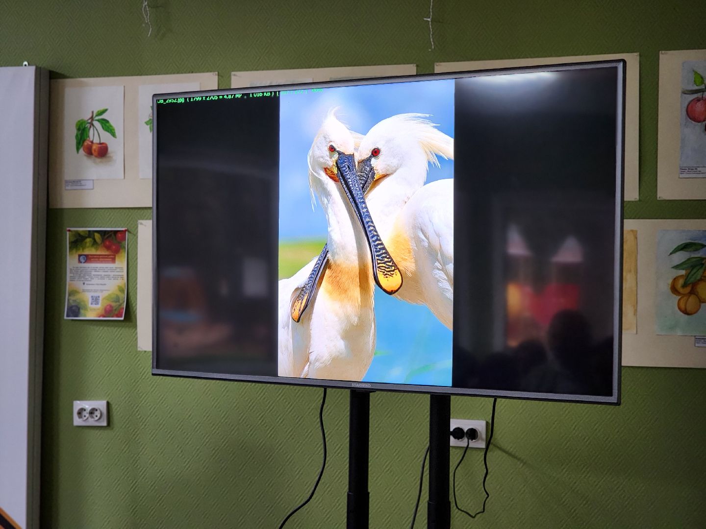 сергиев посад, сергиево-посадский городской округ, роман лобанов, фотограф-анималист, фотограф-натуралист, первозданная россия, фото журавлей, совы, сайгаки, золотая черепаха,