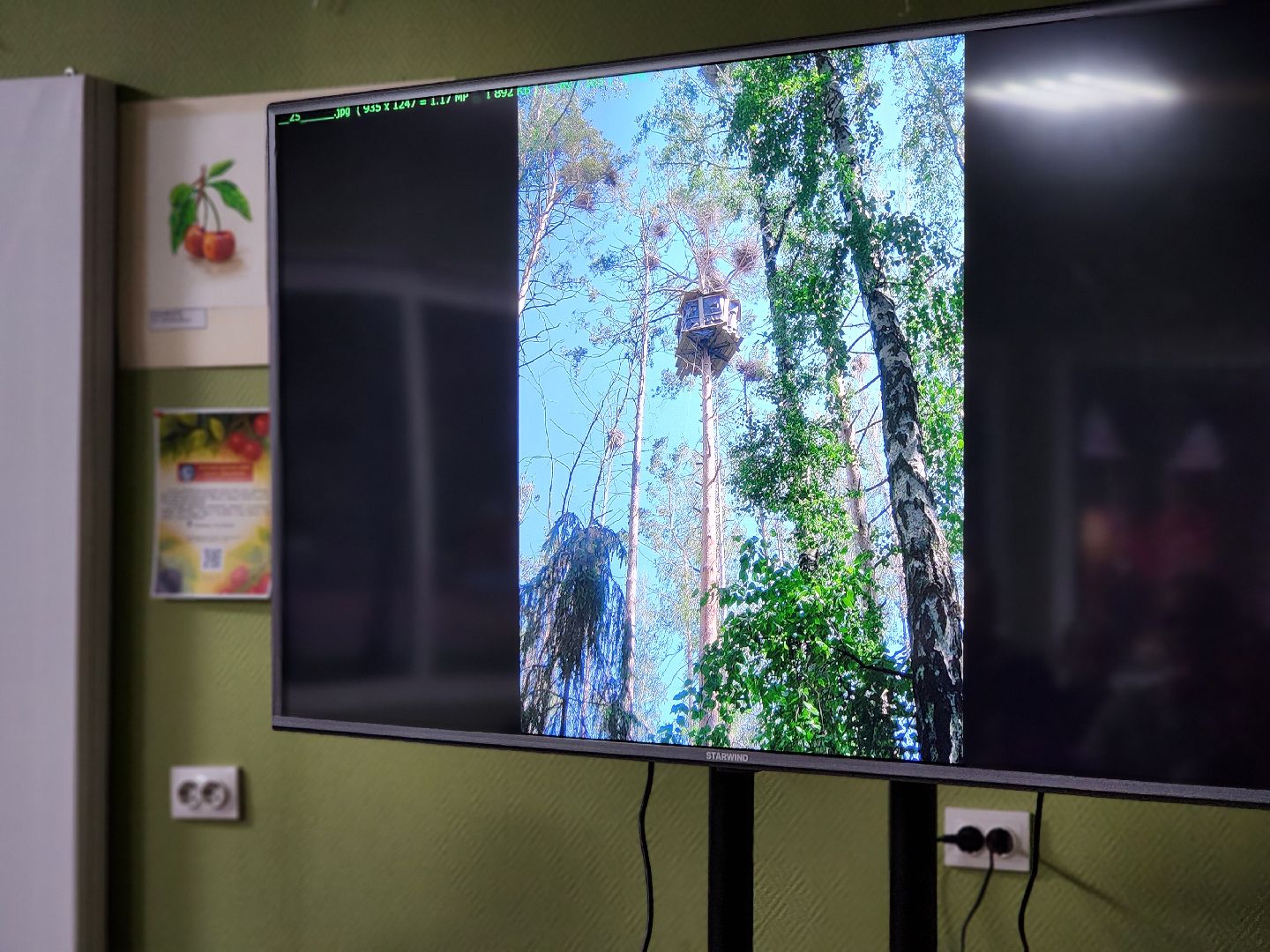 сергиев посад, сергиево-посадский городской округ, роман лобанов, фотограф-анималист, фотограф-натуралист, первозданная россия, фото журавлей, совы, сайгаки, золотая черепаха,
